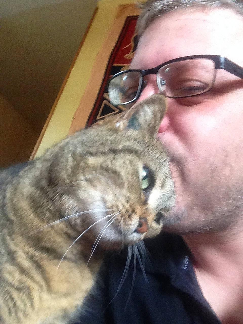 Tibb a rejoint le concours — aidez-le/la à gagner de superbes lots ! beard, carnivore, cat, comfort, domestic_short_haired_cat, ear, eye, eyewear, facial_hair, fawn, felidae, fur, glasses, iris, jaw, nose, small_to_medium_sized_cats, snout, vision_care, whiskers