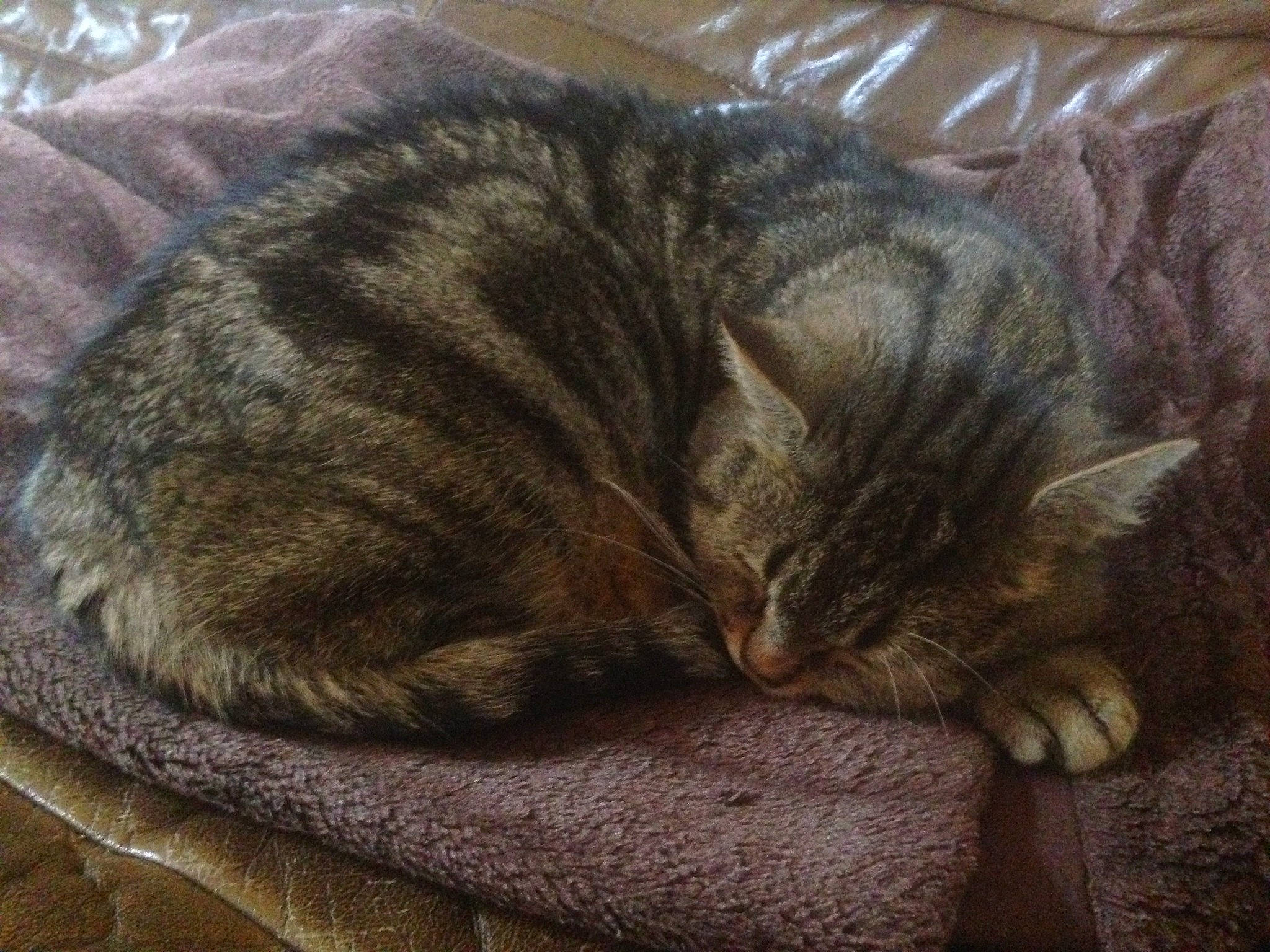 Tibb participe au concours pour gagner de l'argent avec cette photo : carnivore, cat, claw, comfort, domestic_short_haired_cat, felidae, fur, grass, grey, nap, paw, small_to_medium_sized_cats, snout, tail, whiskers