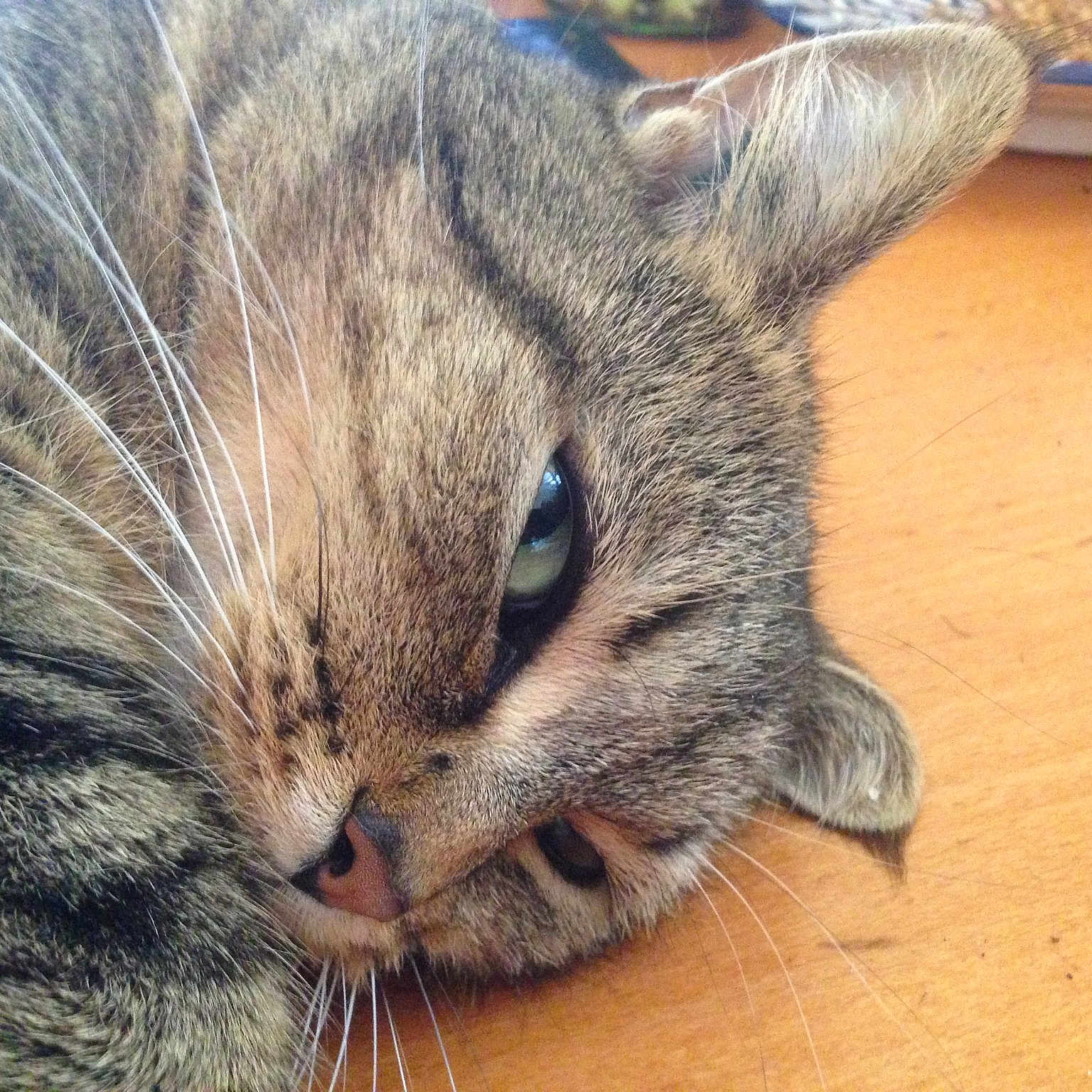 Tibb
