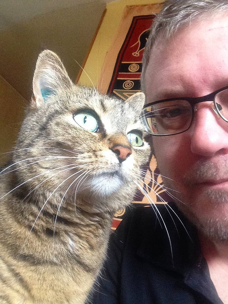 Tibb participe au concours pour gagner de l'argent avec cette photo : carnivore, cat, domestic_short_haired_cat, drinking, ear, eye, eyewear, felidae, fur, gesture, glasses, happy, head, nose, selfie, small_to_medium_sized_cats, snout, terrestrial_animal, vision_care, whiskers