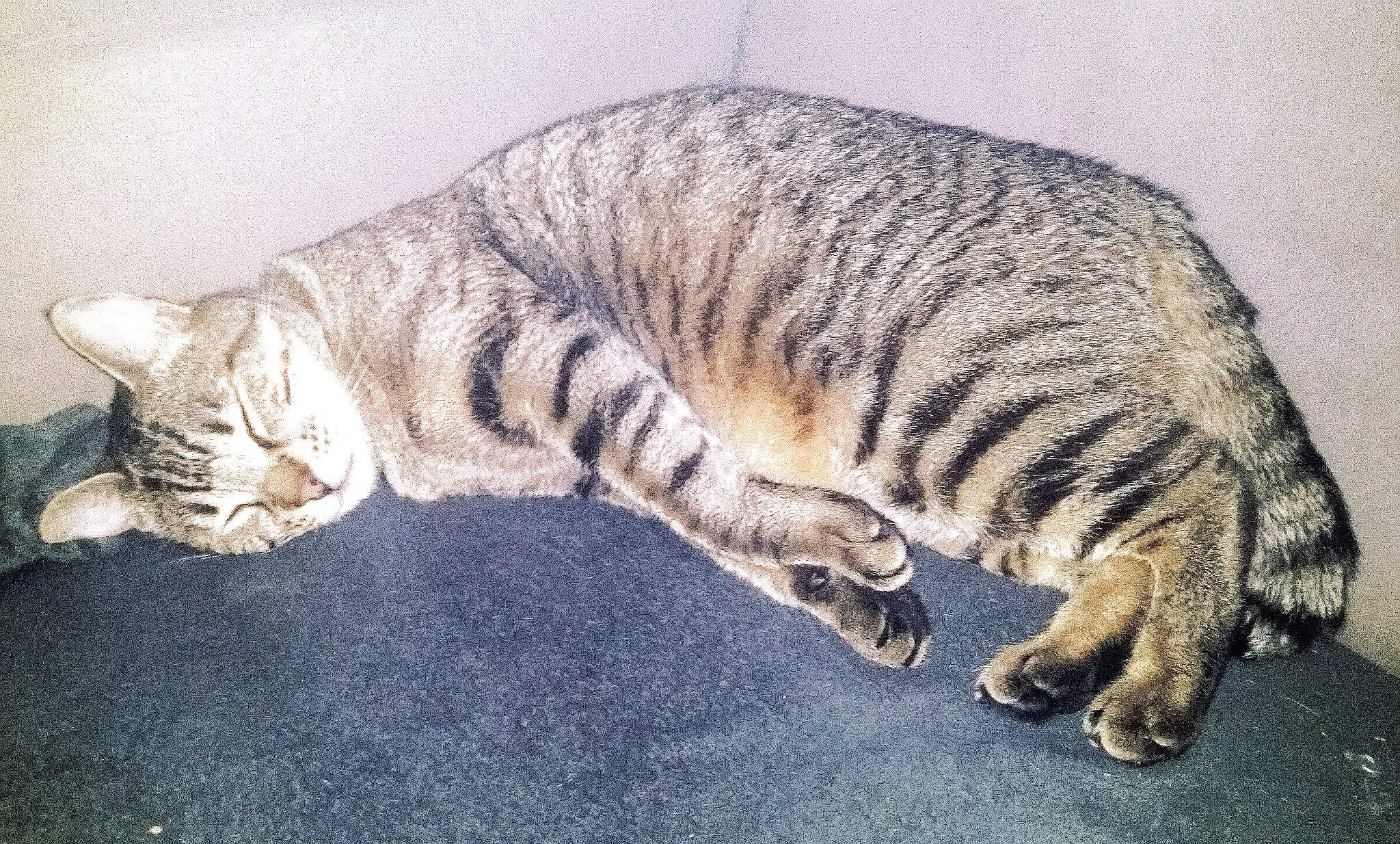 Mimi participe au concours pour gagner de l'argent avec cette photo : carnivore, cat, domestic_short_haired_cat, dragon_li, european_shorthair, felidae, fur, mammal, paw, pixie_bob, small_to_medium_sized_cats, tabby_cat, tail, toyger, vertebrate, whiskers