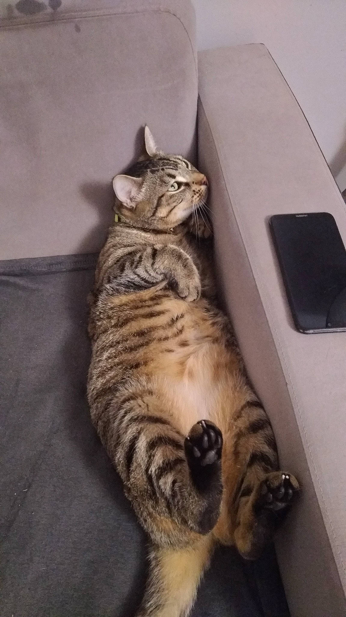 Mimi participe au concours pour gagner de l'argent avec cette photo : american_bobtail, american_curl, american_shorthair, asian, california_spangled, carnivore, cat, domestic_short_haired_cat, dragon_li, egyptian_mau, european_shorthair, felidae, mammal, ocicat, paw, small_to_medium_sized_cats, sokoke, tabby_cat, whiskers