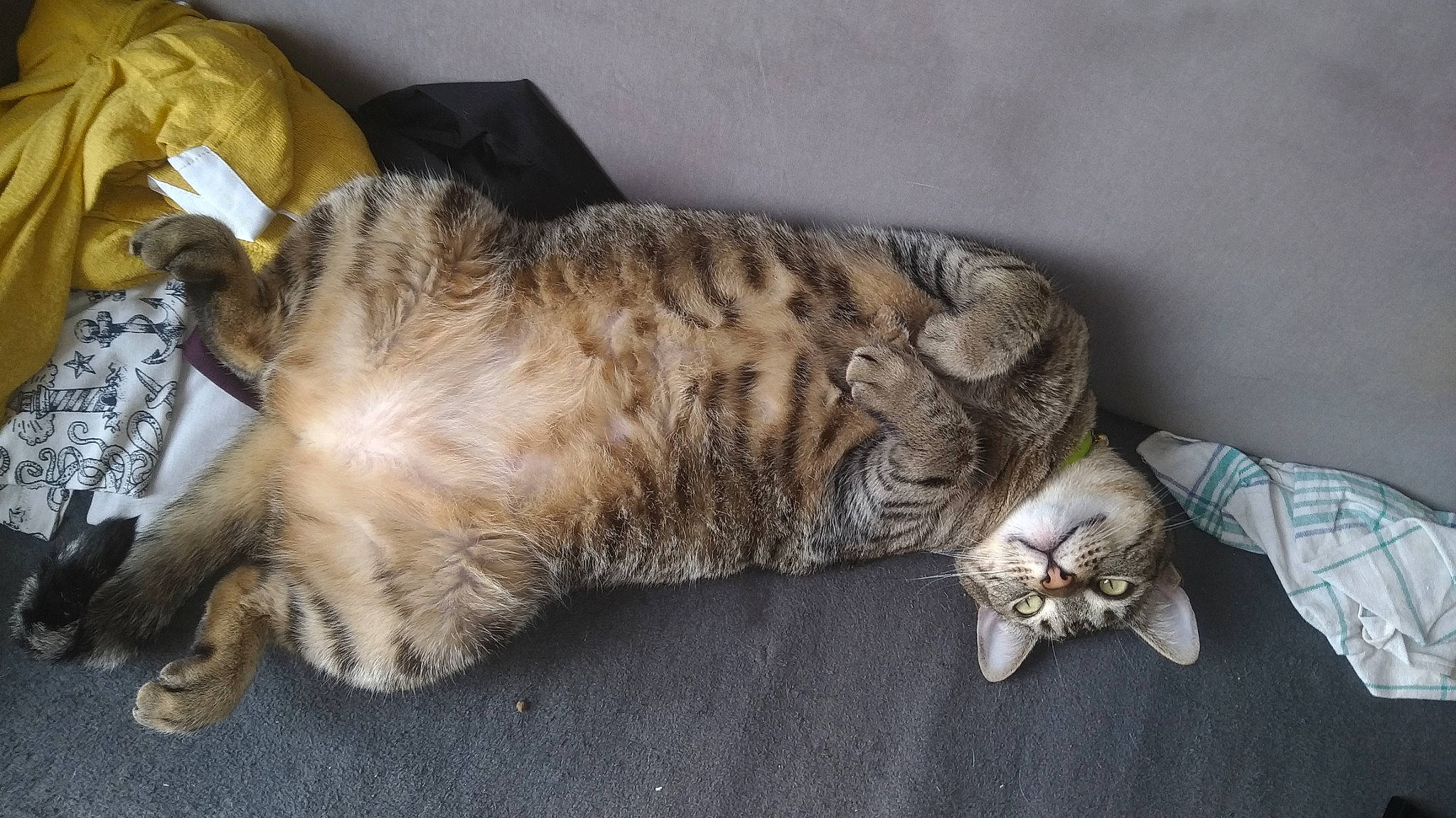 Mimi a rejoint le concours — aidez-le/la à gagner de superbes lots ! australian_mist, carnivore, cat, claw, domestic_short_haired_cat, dragon_li, european_shorthair, felidae, kurilian_bobtail, mammal, nap, paw, pixie_bob, sleep, small_to_medium_sized_cats, sokoke, tabby_cat, whiskers