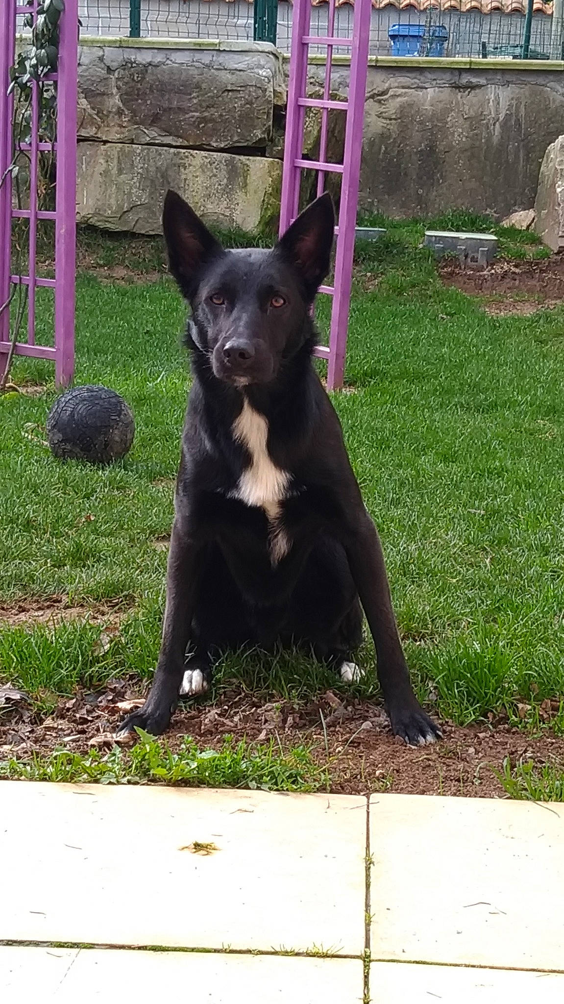 Niska a rejoint le concours — aidez-le/la à gagner de superbes lots ! australian_kelpie, borador, canidae, carnivore, dog, dog_breed, formosan_mountain_dog, mammal, rare_breed_dog, schipperke, tail, vertebrate