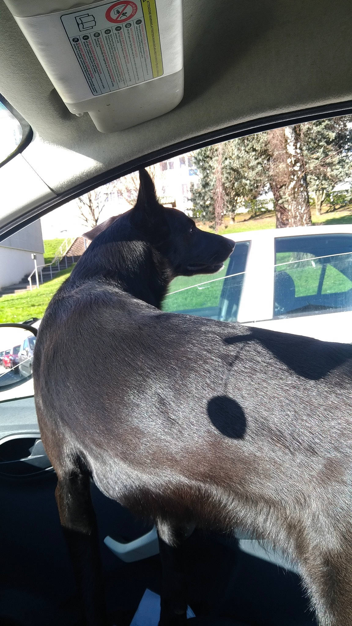 Niska a rejoint le concours — aidez-le/la à gagner de superbes lots ! canidae, carnivore, dog, dog_breed, formosan_mountain_dog, non_sporting_group, snout