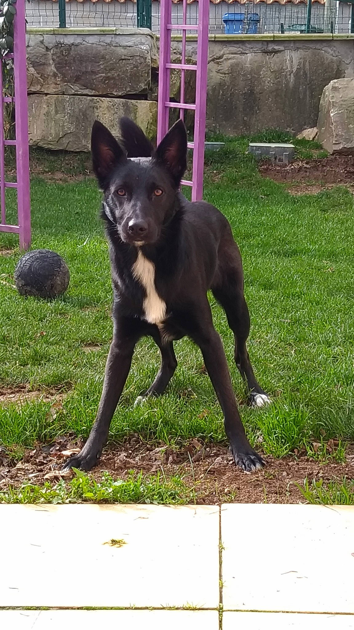 Niska a rejoint le concours — aidez-le/la à gagner de superbes lots ! australian_kelpie, canidae, canis_panther, carnivore, dog, dog_breed, formosan_mountain_dog, hunting_dog, mammal, rare_breed_dog, tail, thai_ridgeback, vertebrate