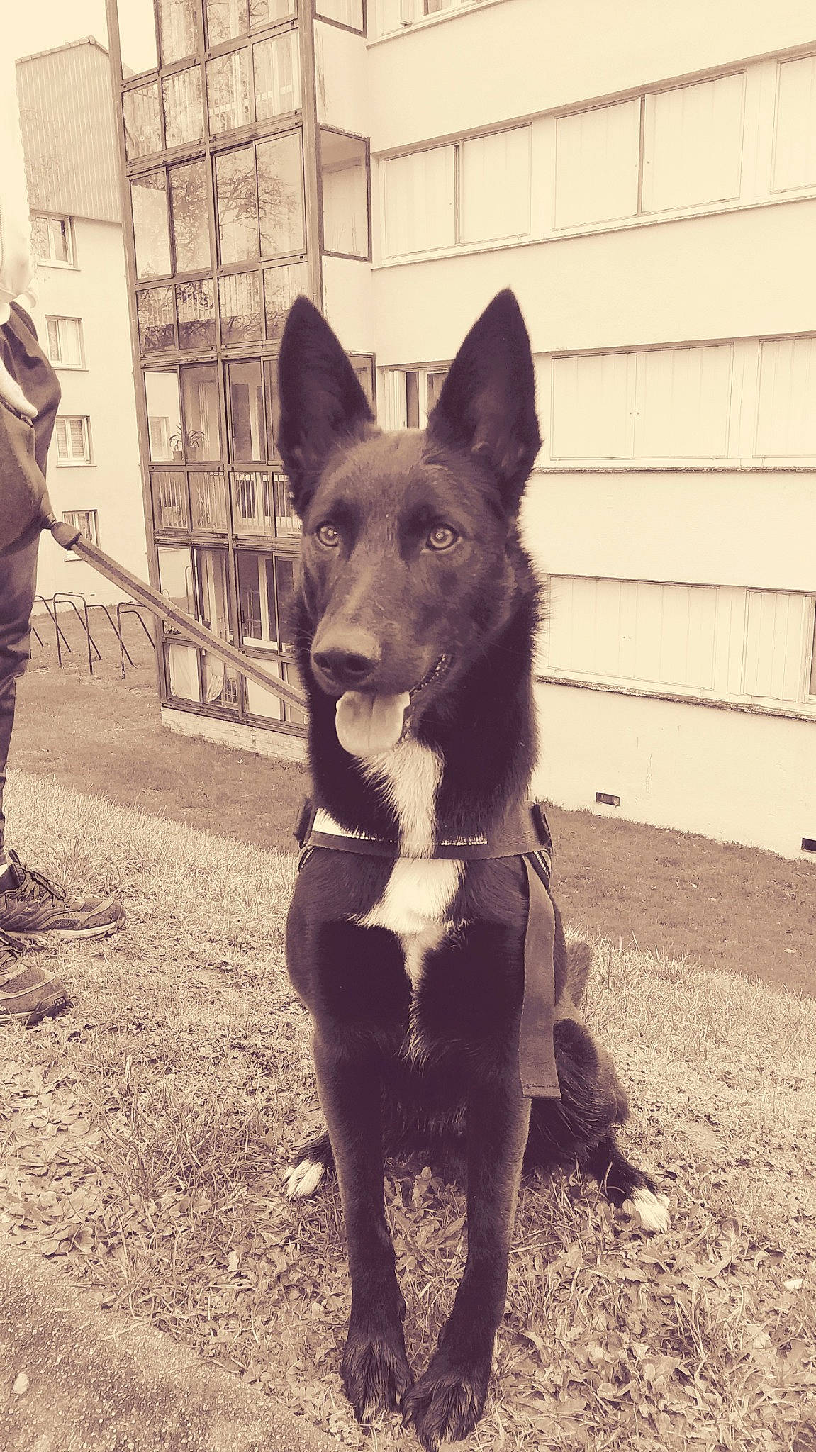 Niska participe au concours pour gagner de l'argent avec cette photo : australian_kelpie, canidae, carnivore, dog, dog_breed, east_european_shepherd, german_shepherd_dog, king_shepherd, kunming_wolfdog, mammal, police_dog, rare_breed_dog, snapshot, snout, vertebrate, working_dog