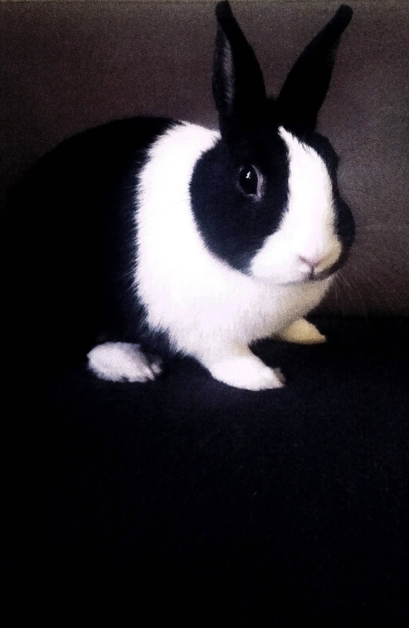 Lylou participe au concours pour gagner de l'argent avec cette photo : black_and_white, domestic_rabbit, ear, rabbit, rabbits_and_hares, snout, tail, whiskers