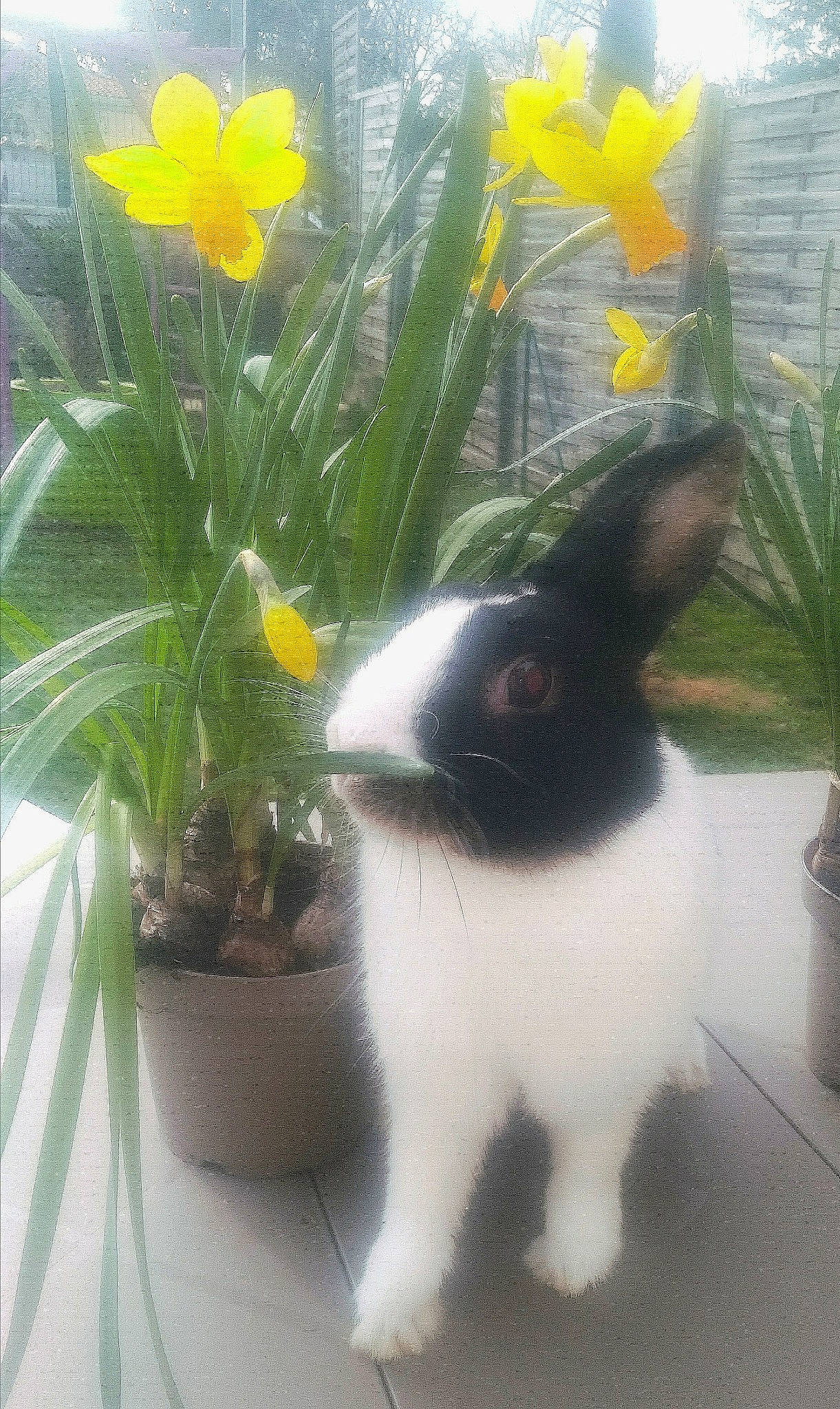 Lylou participe au concours pour gagner de l'argent avec cette photo : amaryllis_family, domestic_rabbit, flower, flowerpot, grass, hippeastrum, houseplant, iris, narcissus, plant, rabbit, rabbits_and_hares, tail, whiskers