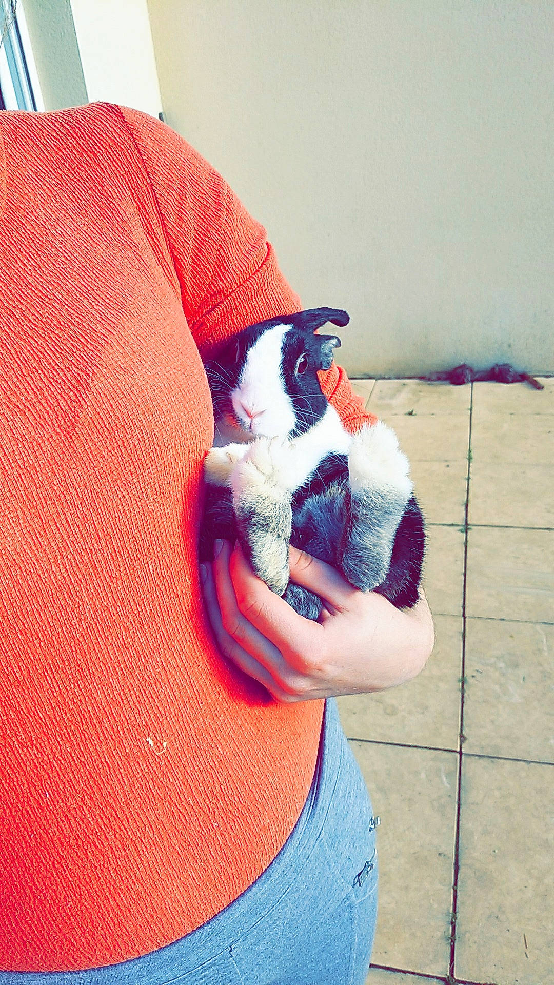 Lylou a rejoint le concours — aidez-le/la à gagner de superbes lots ! cat, cool, ear, felidae, kitten, shoulder, small_to_medium_sized_cats, t_shirt, textile, top, whiskers