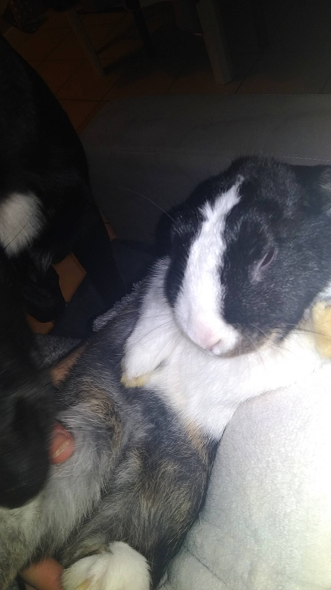 Lylou participe au concours pour gagner de l'argent avec cette photo : canidae, carnivore, dog_breed, domestic_rabbit, ear, nose, puppy, rabbit, rabbits_and_hares, snout, tail, whiskers