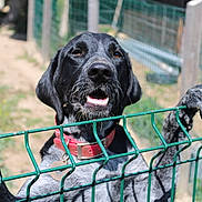 Telma a rejoint le concours — aidez-le/la à gagner de superbes lots ! animal, black_dog, canine, close_up, curious, daylight, dog, excited, fence, gripping, metal_fence, nature, outdoor, paws, pet, portrait, red_collar, sunny_day, wire_fence, yard