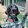 animal, black_dog, canine, close_up, curious, daylight, dog, excited, fence, gripping, metal_fence, nature, outdoor, paws, pet, portrait, red_collar, sunny_day, wire_fence, yard