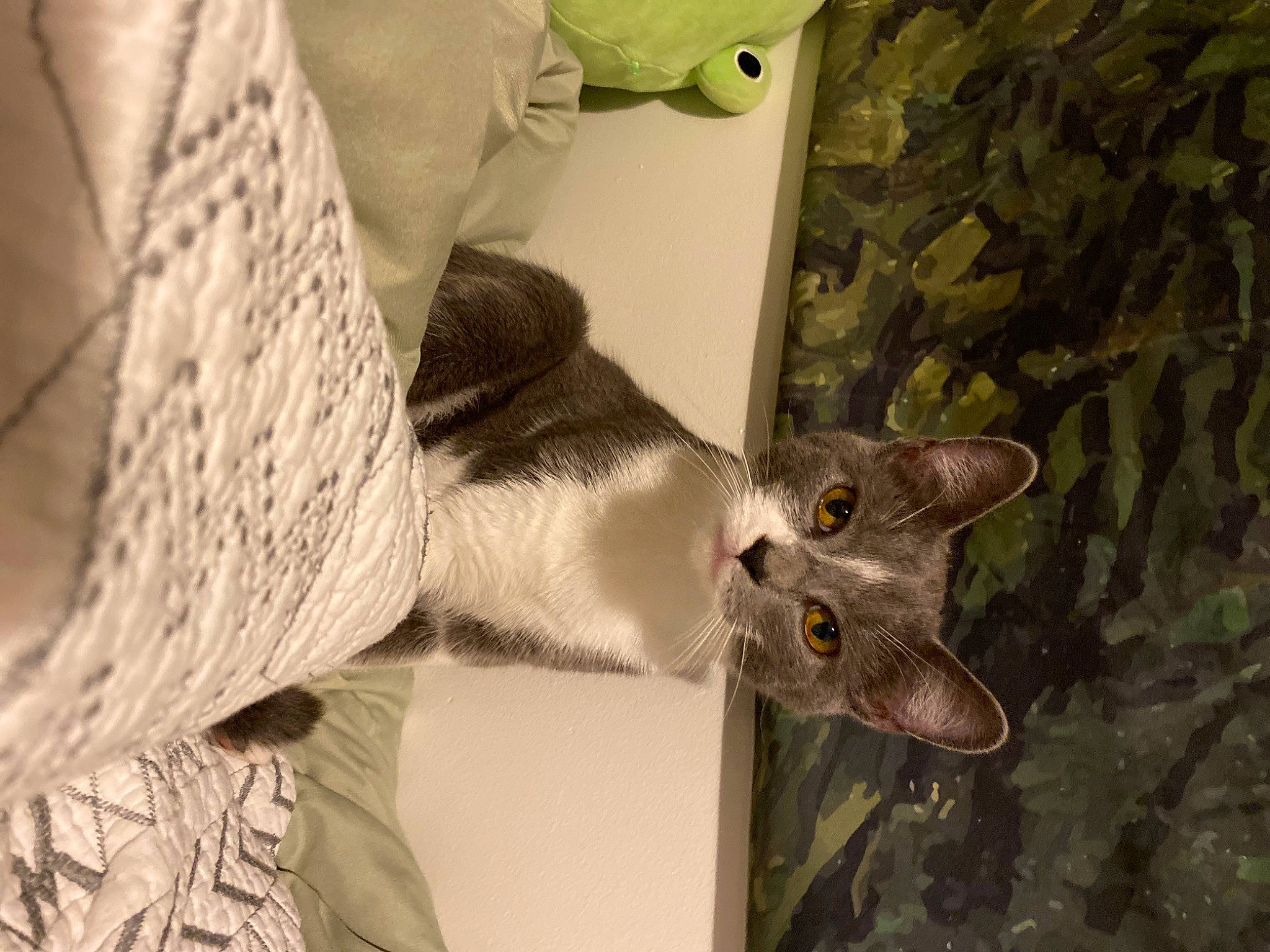 Grogu is registered to the contest to win money with this photo: carnivore, cat, domestic_short_haired_cat, ear, fawn, felidae, fur, gesture, pattern, sleeve, small_to_medium_sized_cats, snout, tail, tree, whiskers