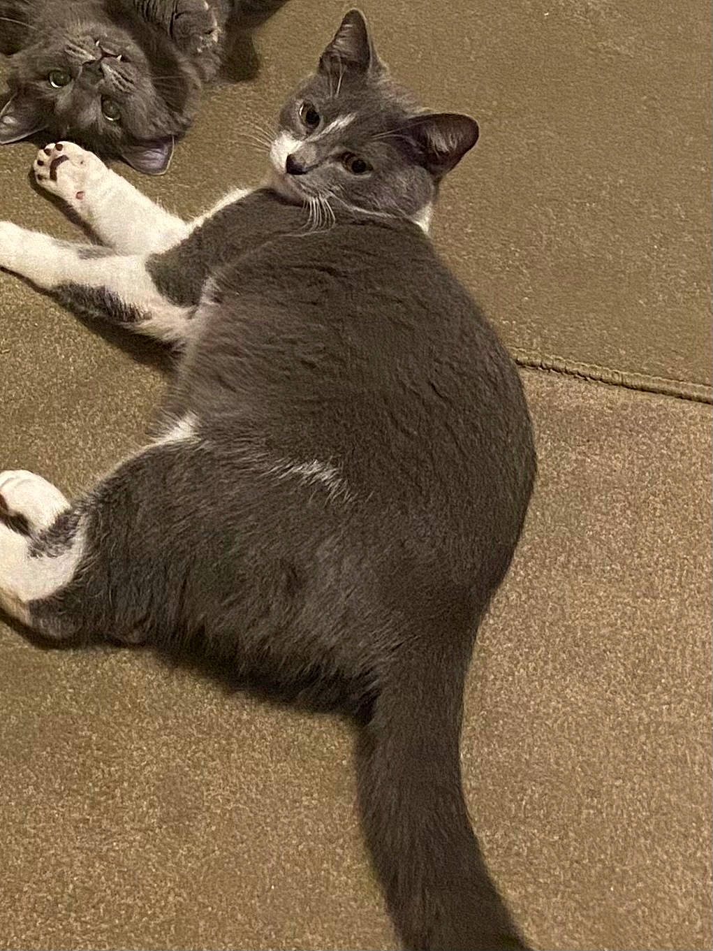 Grogu joined the competition — help win amazing prizes! black_cat, carnivore, cat, claw, comfort, domestic_short_haired_cat, felidae, foot, fur, grey, paw, photo_caption, russian_blue, shadow, sitting, small_to_medium_sized_cats, snout, tail, terrestrial_animal, whiskers