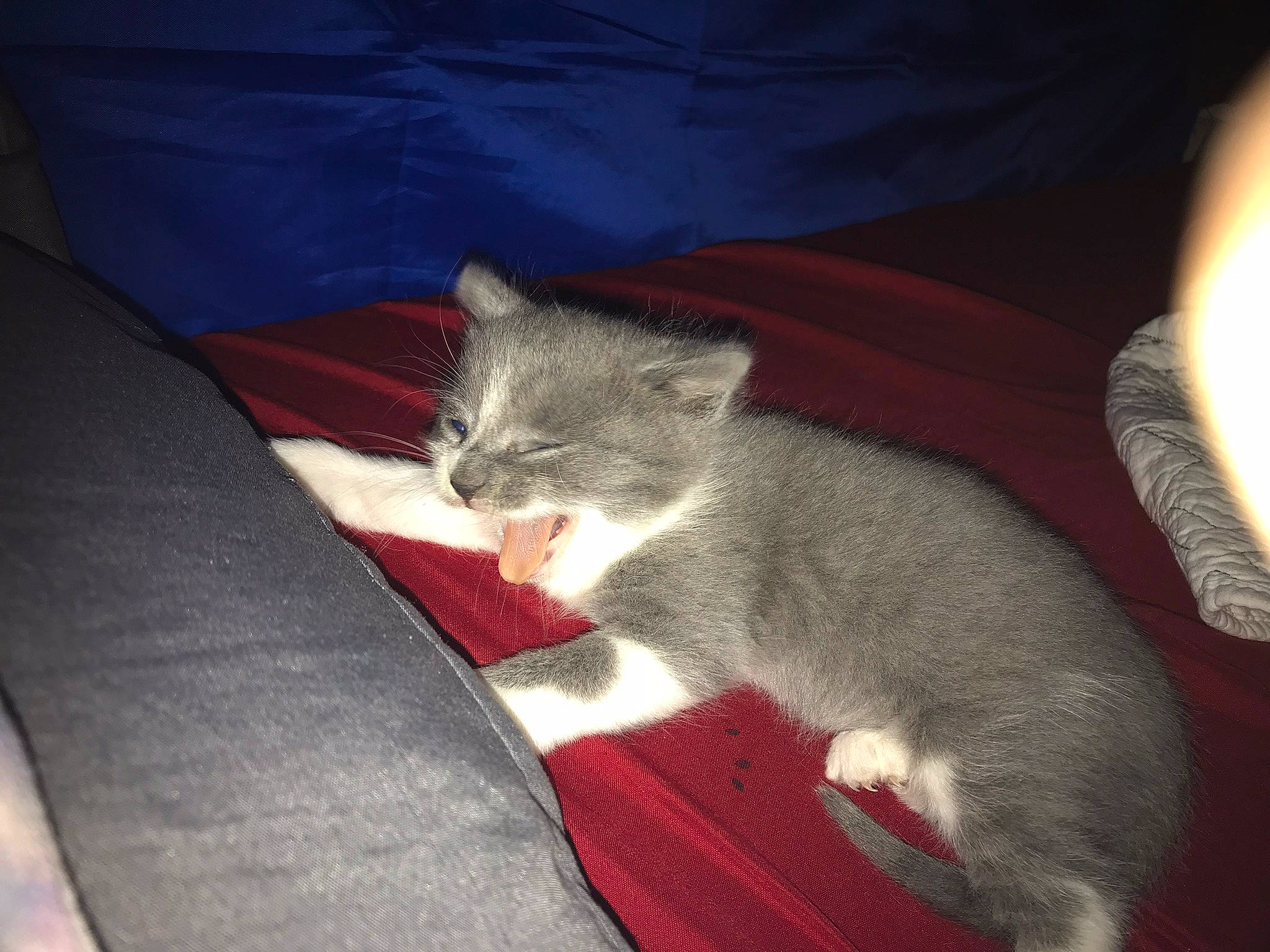 Grogu is registered to the contest to win money with this photo: canidae, carnivore, cat, chartreux, claw, comfort, domestic_short_haired_cat, felidae, fur, grey, human_leg, lamp, lap, linens, nap, paw, sitting, small_to_medium_sized_cats, tail, whiskers