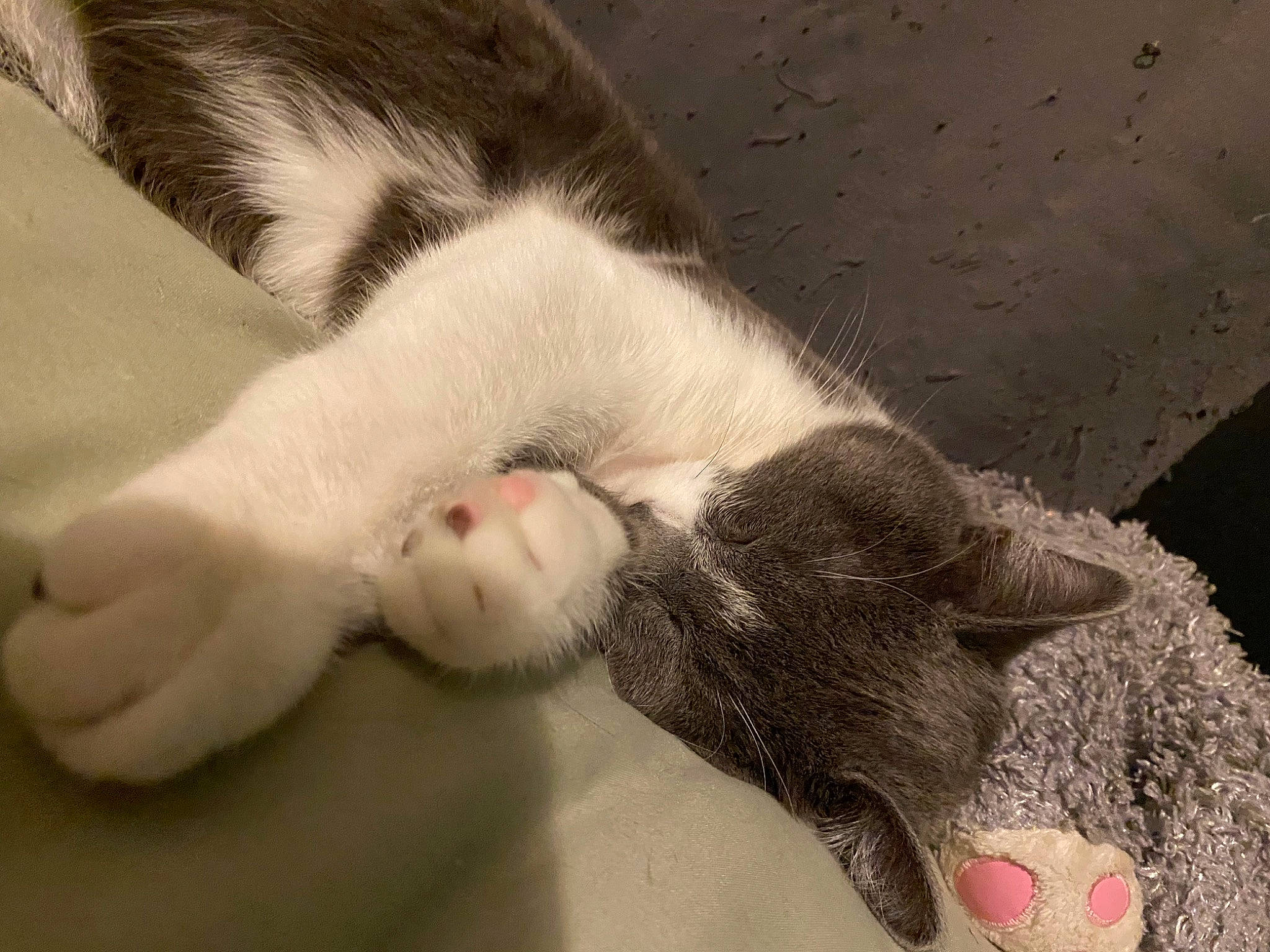 Grogu joined the competition — help win amazing prizes! carnivore, cat, claw, comfort, domestic_short_haired_cat, ear, fawn, felidae, fur, nail, nap, nose, paw, sleep, small_to_medium_sized_cats, snout, tail, whiskers