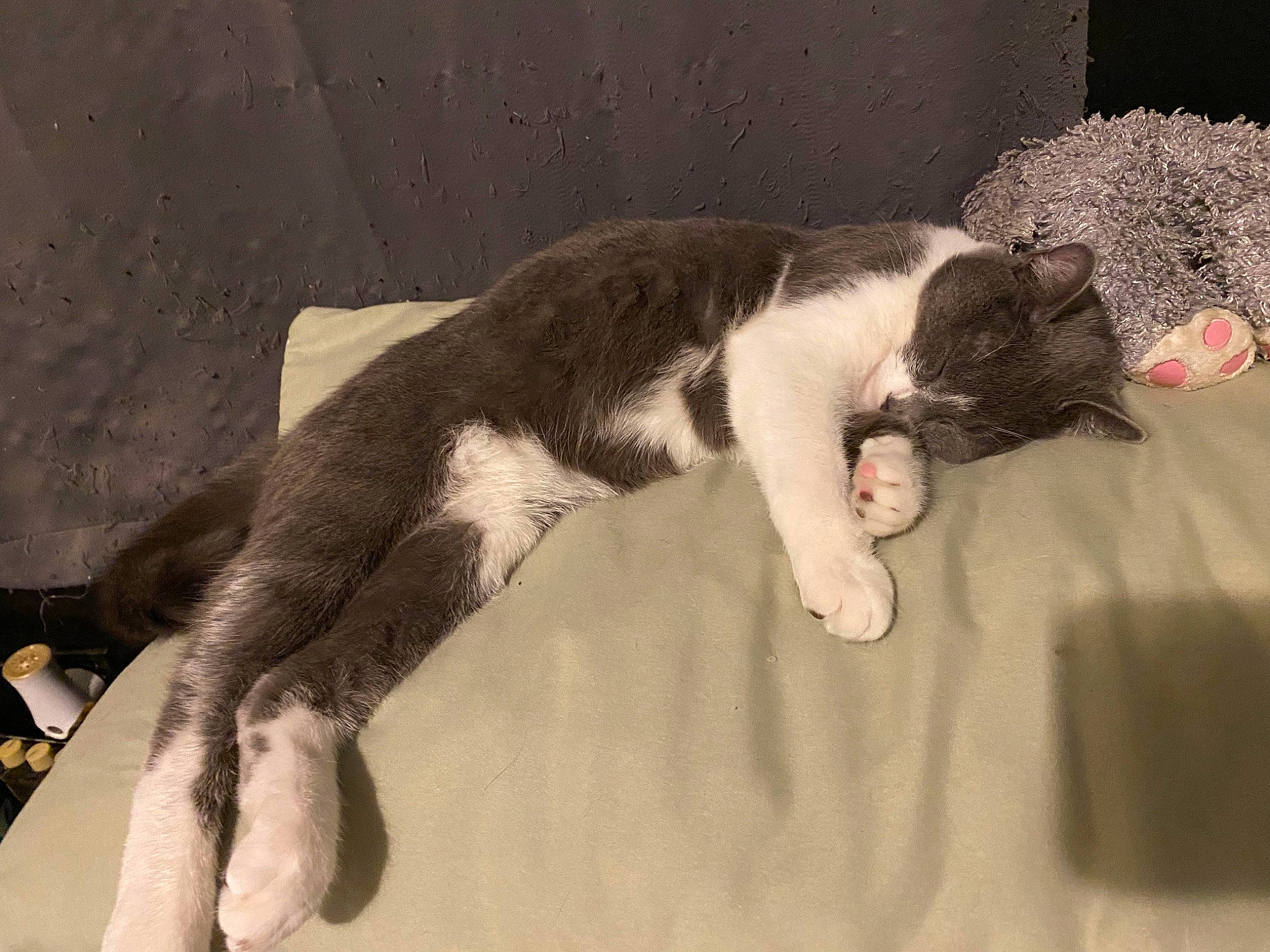 Grogu joined the competition — help win amazing prizes! canidae, carnivore, cat, claw, comfort, dog_breed, domestic_short_haired_cat, felidae, flooring, fur, nap, paw, sleep, small_to_medium_sized_cats, snout, sporting_group, tail, whiskers