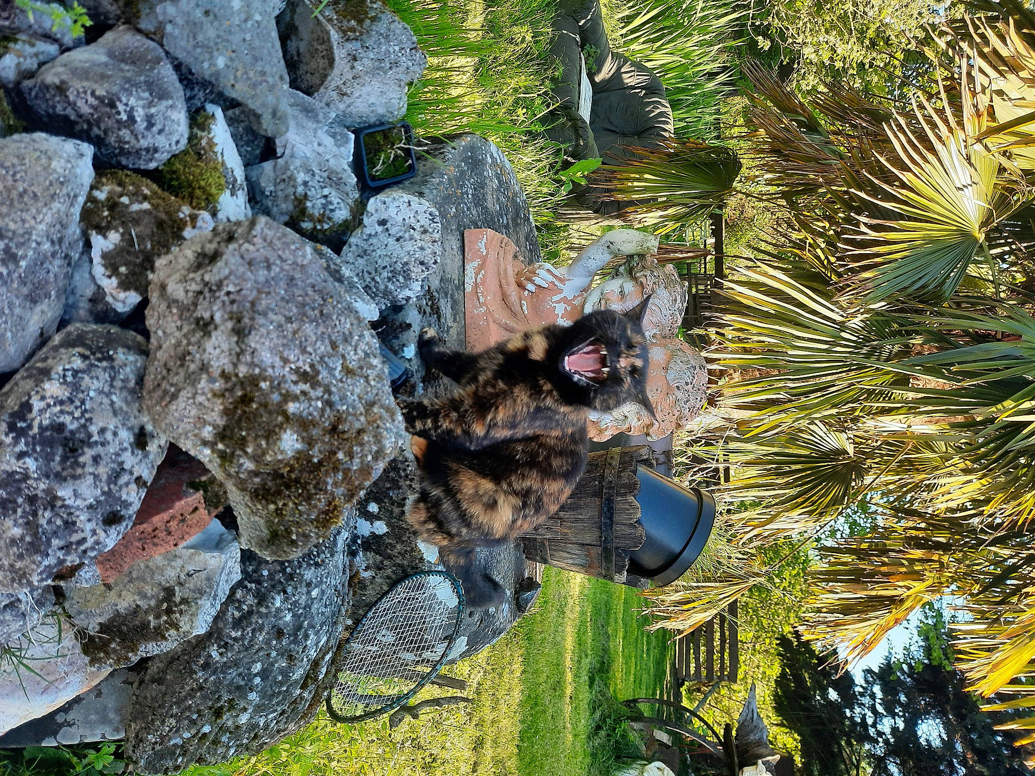 Bambou participe au concours pour gagner de l'argent avec cette photo : arecales, bedrock, botany, carnivore, cat, conifer, evergreen, felidae, grass, groundcover, landscape, nature, palm_tree, plant, spring, terrestrial_plant, tree, trunk, watercourse, wood