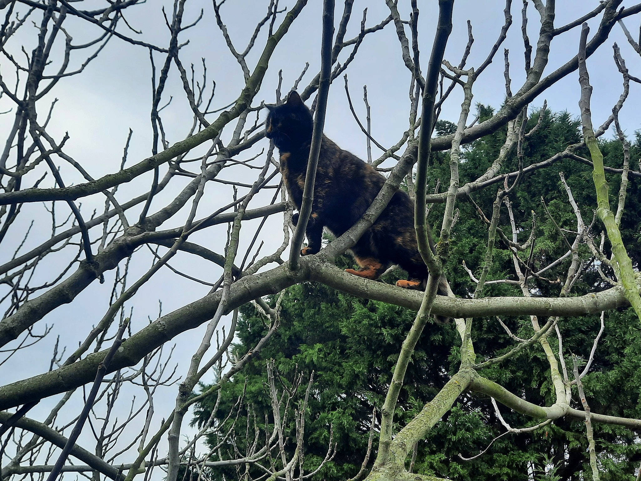 Bambou participe au concours pour gagner de l'argent avec cette photo : beak, bird, forest, natural_material, perching_bird, plant, plant_stem, primate, sky, tail, terrestrial_animal, tree, trunk, twig, wildlife