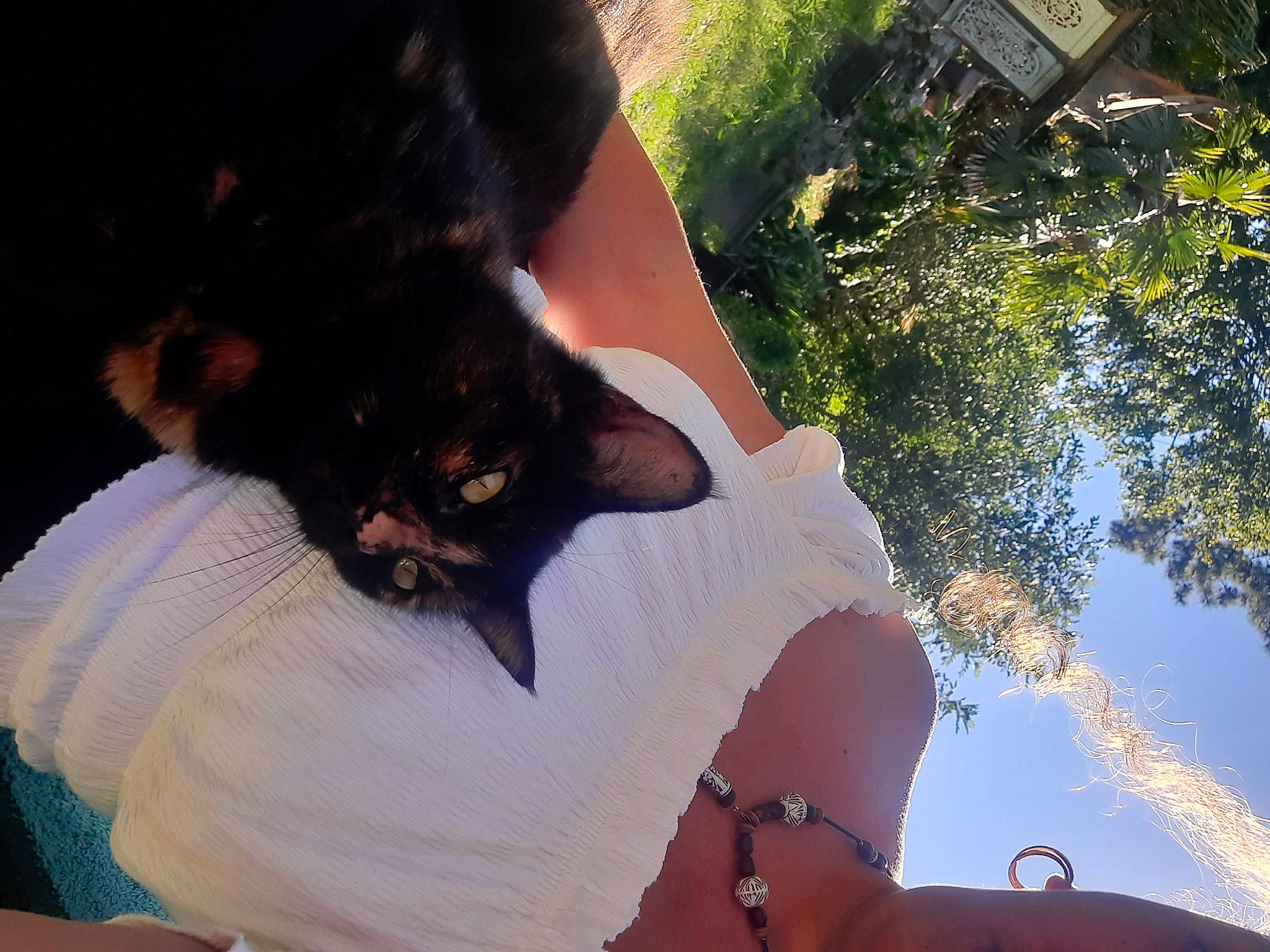 Bambou a rejoint le concours — aidez-le/la à gagner de superbes lots ! abdomen, beard, carnivore, cat, domestic_short_haired_cat, elbow, eyewear, felidae, fur, gesture, grass, human_leg, plant, selfie, small_to_medium_sized_cats, t_shirt, tail, thigh, tree, whiskers