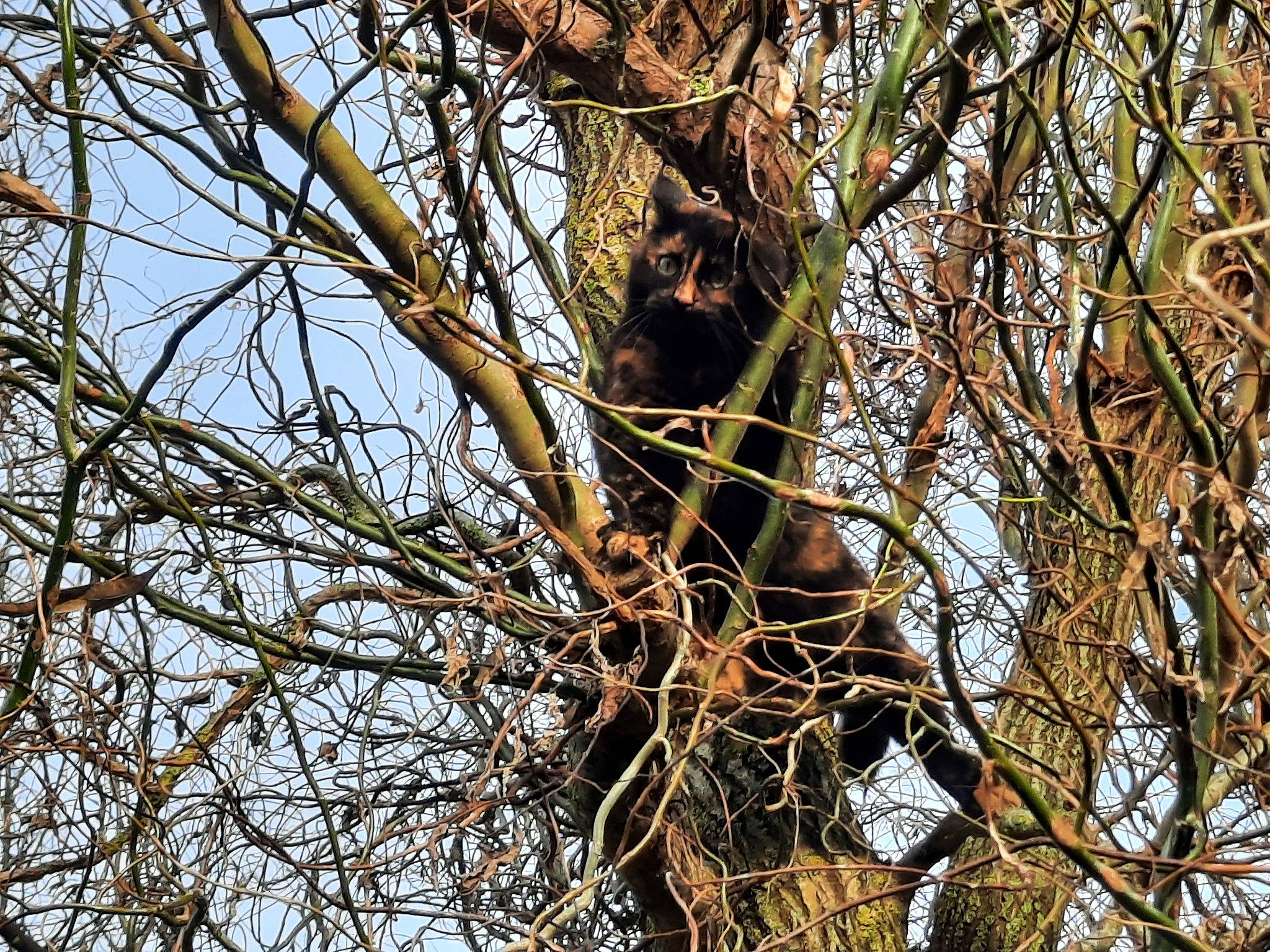 Bambou a rejoint le concours — aidez-le/la à gagner de superbes lots ! birch_family, deciduous, plant, plant_stem, sky, terrestrial_animal, tree, trunk, twig, wildlife, wood