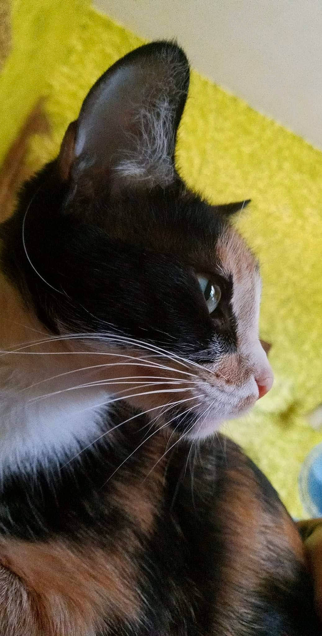 Sundae is registered to the contest to win money with this photo: black_cat, carnivore, cat, claw, comfort, domestic_short_haired_cat, ear, fawn, felidae, fur, havana_brown, small_to_medium_sized_cats, snout, tail, terrestrial_animal, whiskers, window, yellow