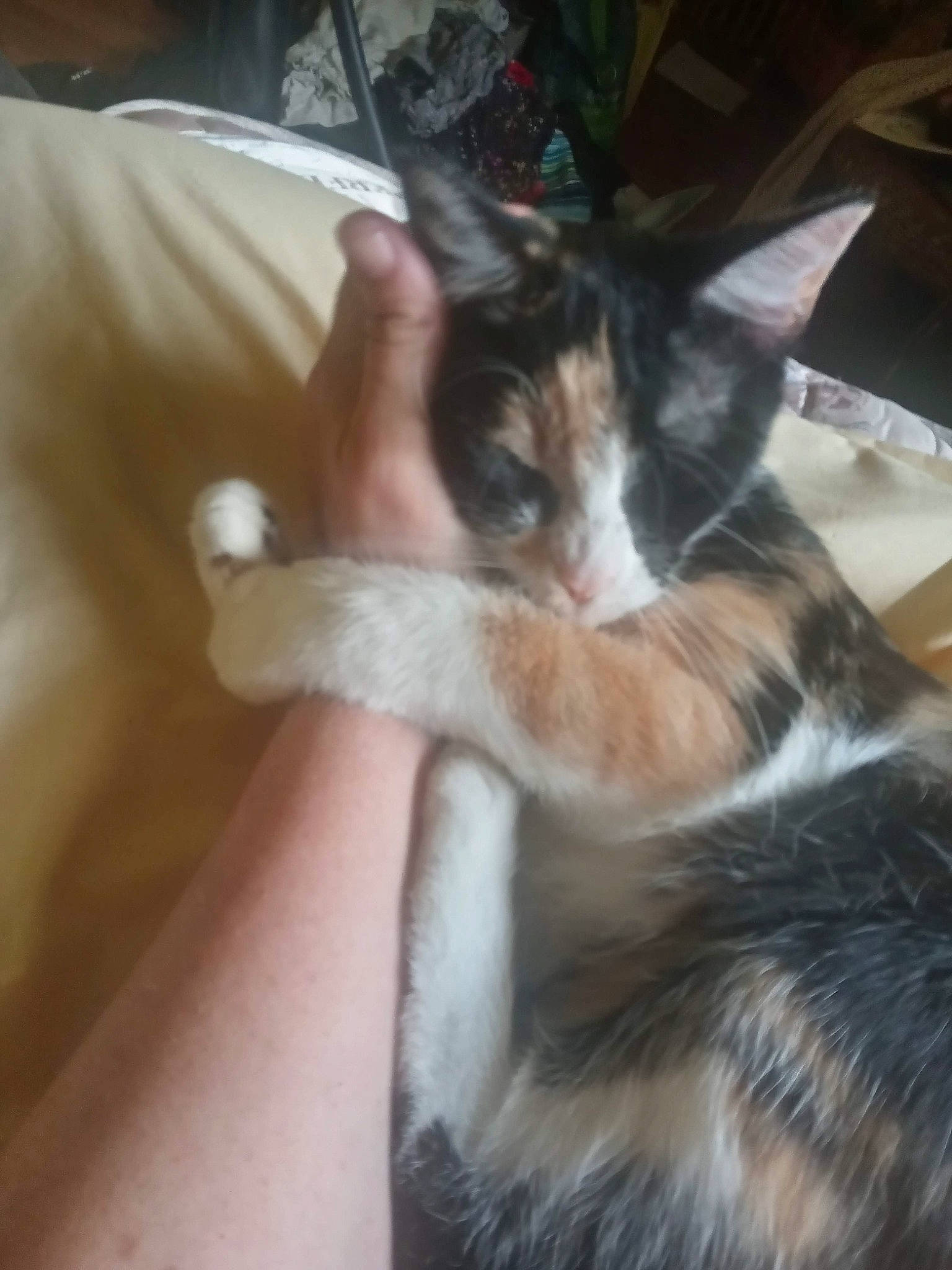 Sundae joined the competition — help win amazing prizes! carnivore, cat, claw, comfort, domestic_short_haired_cat, ear, eyelash, felidae, fur, gesture, nail, paw, small_to_medium_sized_cats, tail, whiskers