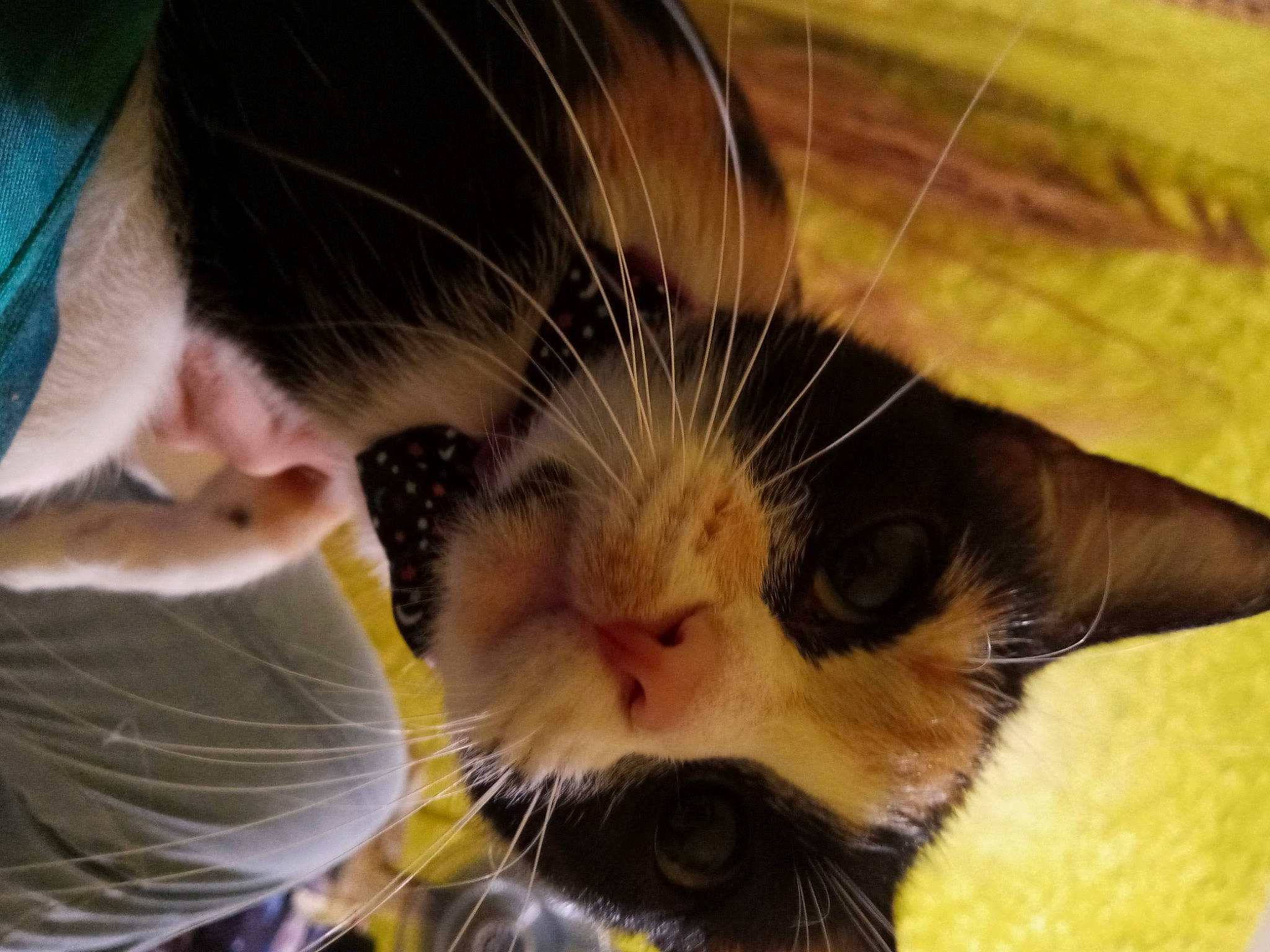 Sundae joined the competition — help win amazing prizes! carnivore, cat, claw, comfort, domestic_short_haired_cat, ear, fawn, felidae, foot, fur, head, human_body, nap, nose, paw, sleep, small_to_medium_sized_cats, snout, tail, whiskers