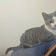 Fatcat is registered to the contest to win money with this photo: animal, cat, close_up, clothing, collar, curious, domestic_animal, feline, fur, gray_cat, indoor, jeans, lap, person, pet, resting, sitting, tabby_cat, wall, white_cat