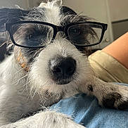 Snoopy joined the competition — help win amazing prizes! dog, glasses, close_up, pet, paw, resting, indoors, window, black_and_white, fur, snout, nose, face, person, leg, casual, relaxed, cute, whiskers, portrait