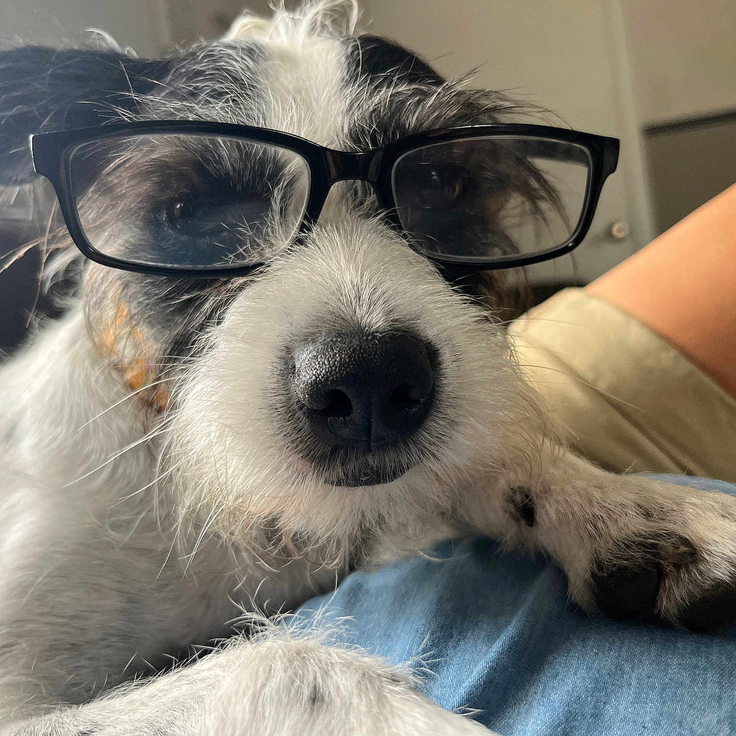 Snoopy joined the competition — help win amazing prizes! dog, glasses, close_up, pet, paw, resting, indoors, window, black_and_white, fur, snout, nose, face, person, leg, casual, relaxed, cute, whiskers, portrait