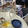 dog, white_dog, jacket, chair, table, glass, ashtray, outdoor, cafe, patio, wicker_chair, person, drink, evening, leash, calm, seating, urban, relaxed, pavement