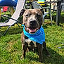 Django participe au concours pour gagner de l'argent avec cette photo : animal, backyard, bandana, canine, chair, daytime, dog, ears, garden, grass, happy, lawn, leisure, muzzle, outdoor, pet, playground, smiling, sunny, tongue