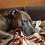 animal, blanket, brown, closeup, comfort, couch, cozy, dog, ear, fur, home, indoor, pet, quiet, relaxed, resting, sleepy, snout, texture, warm_colors