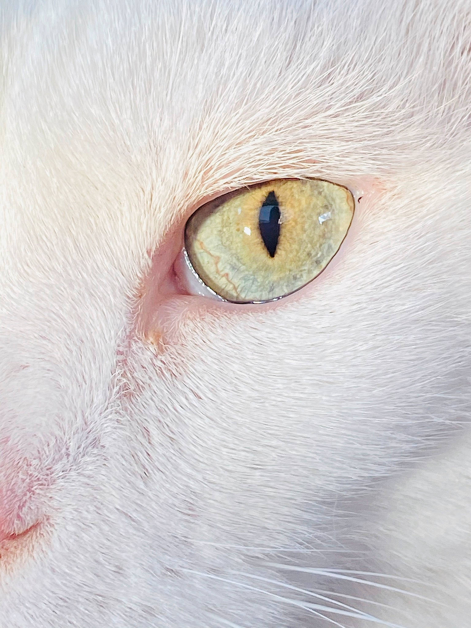 Clorox joined the competition — help win amazing prizes! burmilla, carnivore, cat, close_up, eye, eyelash, felidae, fur, head, iris, khao_manee, macro_photography, nose, ojos_azules, organ, photography, skin, small_to_medium_sized_cats, snout, whiskers