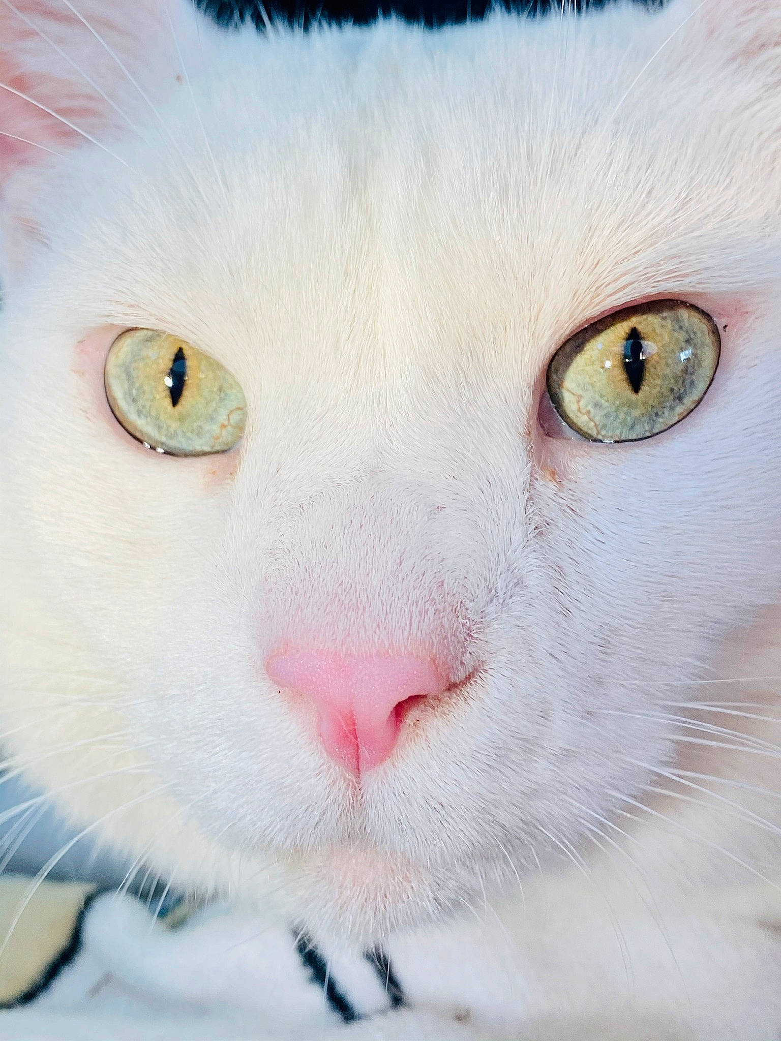 Clorox joined the competition — help win amazing prizes! aegean_cat, burmilla, carnivore, cat, close_up, colorpoint_shorthair, eye, felidae, fur, khao_manee, nose, organ, pink, skin, small_to_medium_sized_cats, snout, turkish_angora, turkish_van, whiskers, white