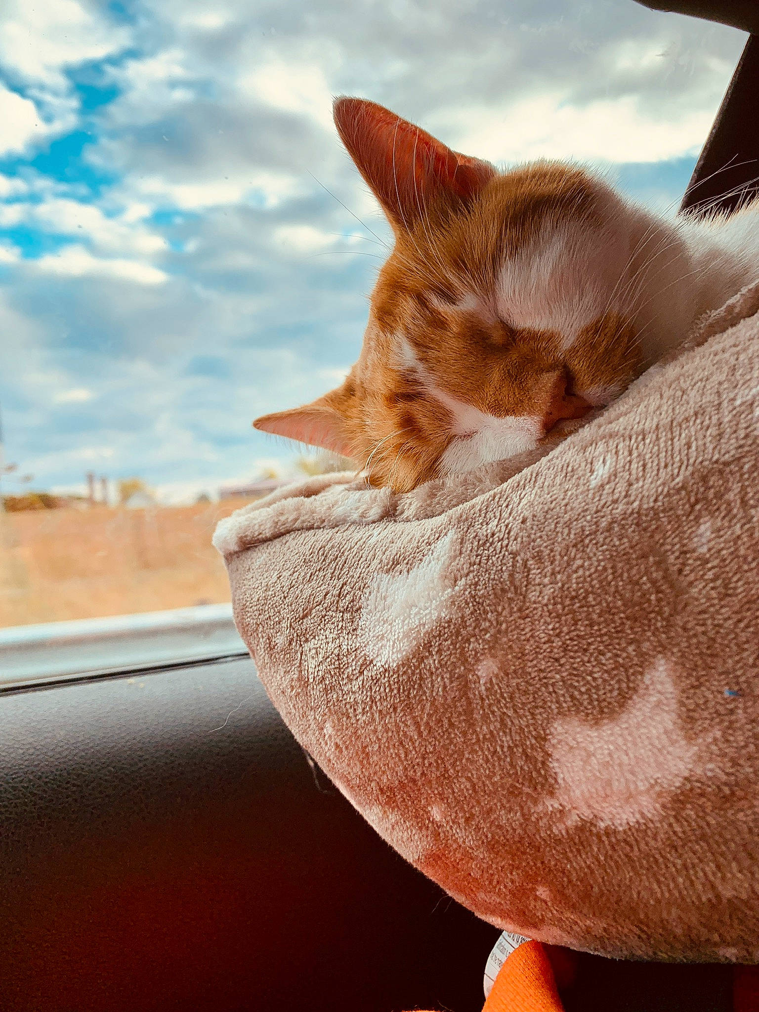 Pussycat is registered to the contest to win money with this photo: carnivore, cat, close_up, ear, fawn, felidae, kitten, nose, sky, small_to_medium_sized_cats, snout, whiskers