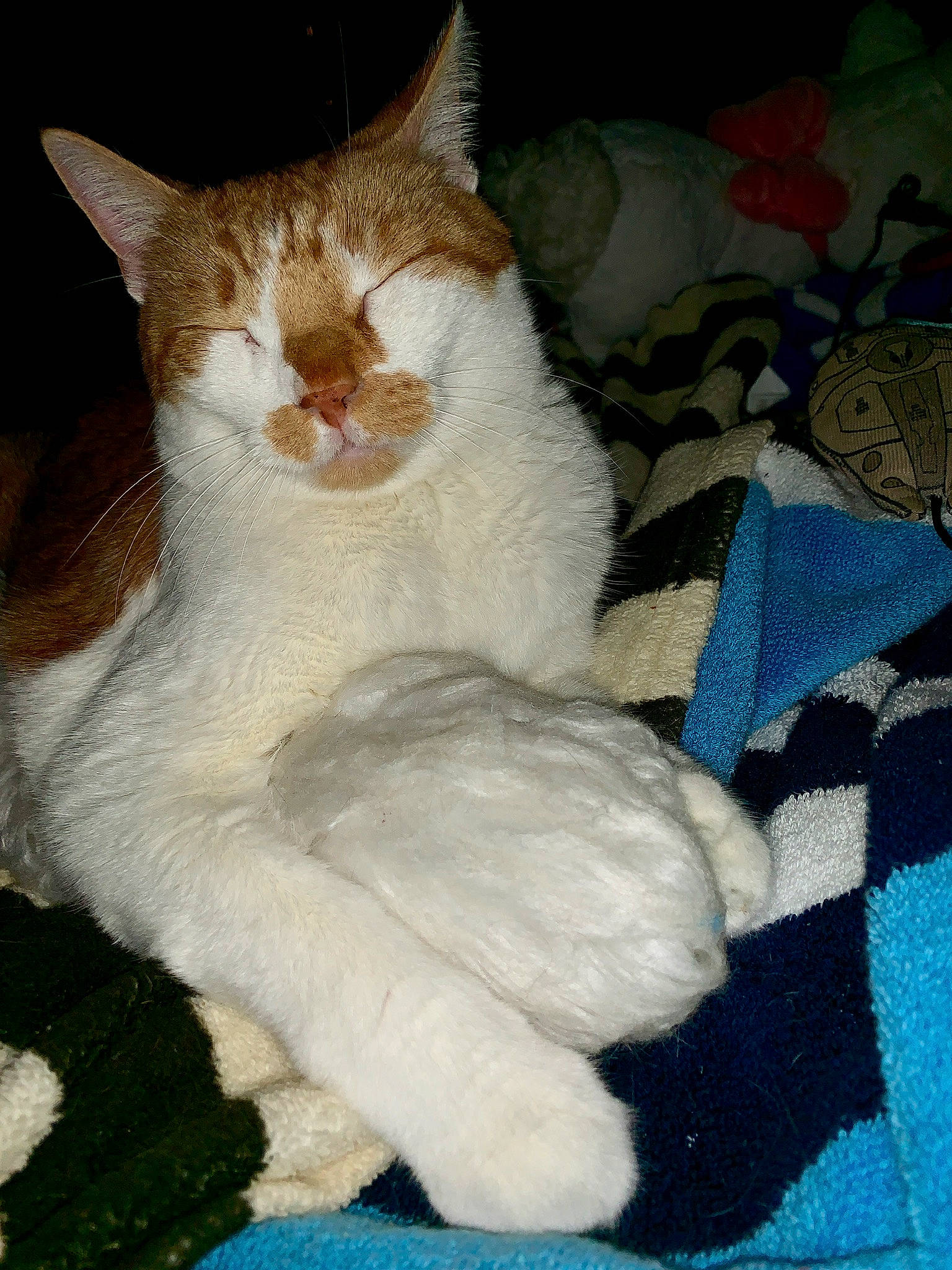 Pussycat joined the competition — help win amazing prizes! aegean_cat, american_wirehair, asian, carnivore, cat, claw, colorpoint_shorthair, european_shorthair, fawn, felidae, fur, german_rex, kitten, mammal, ojos_azules, polydactyl_cat, small_to_medium_sized_cats, tail, turkish_van, whiskers