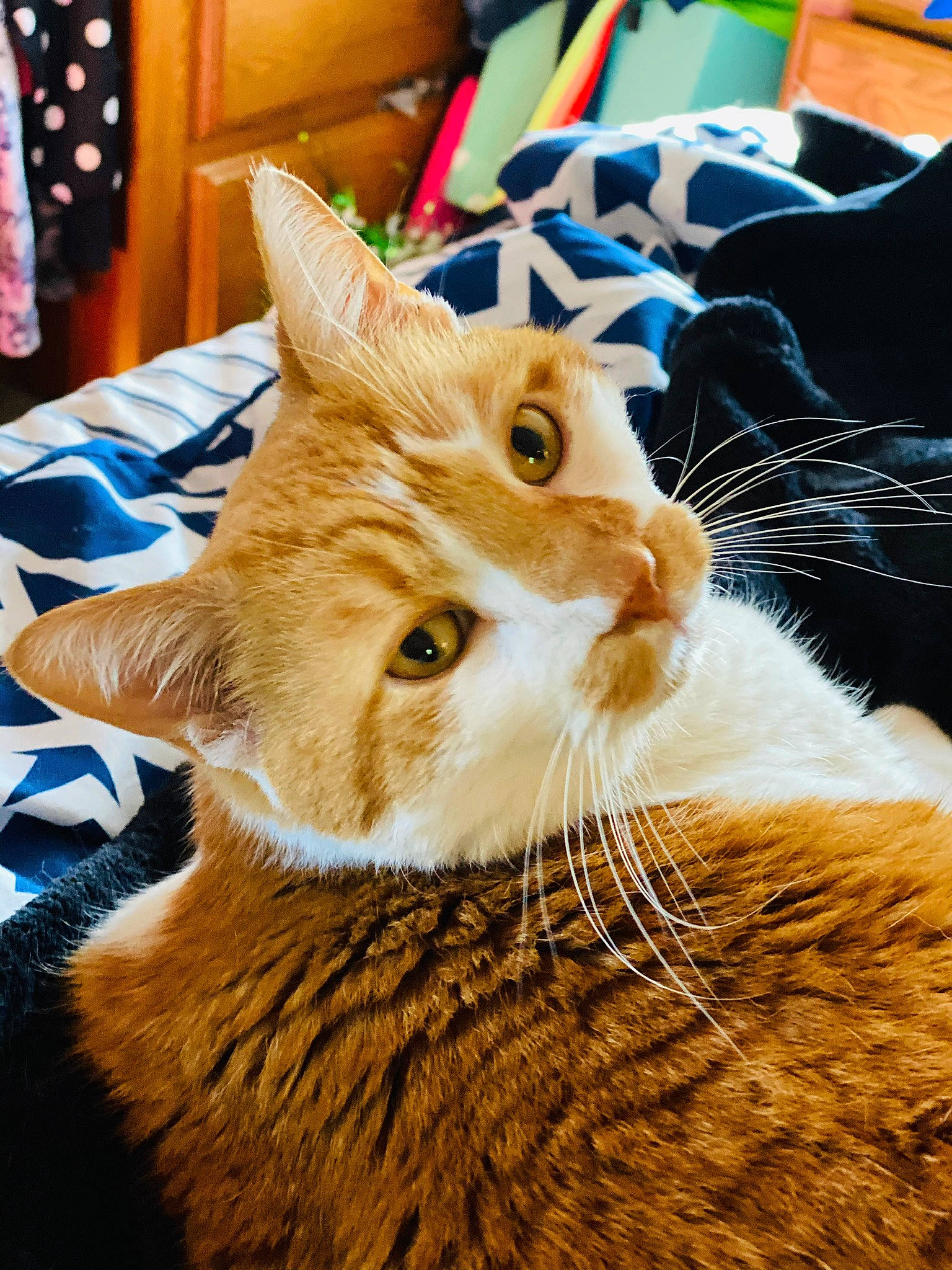 Pussycat joined the competition — help win amazing prizes! aegean_cat, american_shorthair, asian, carnivore, cat, domestic_short_haired_cat, ear, european_shorthair, fawn, felidae, fur, kitten, mammal, small_to_medium_sized_cats, snapshot, tabby_cat, whiskers