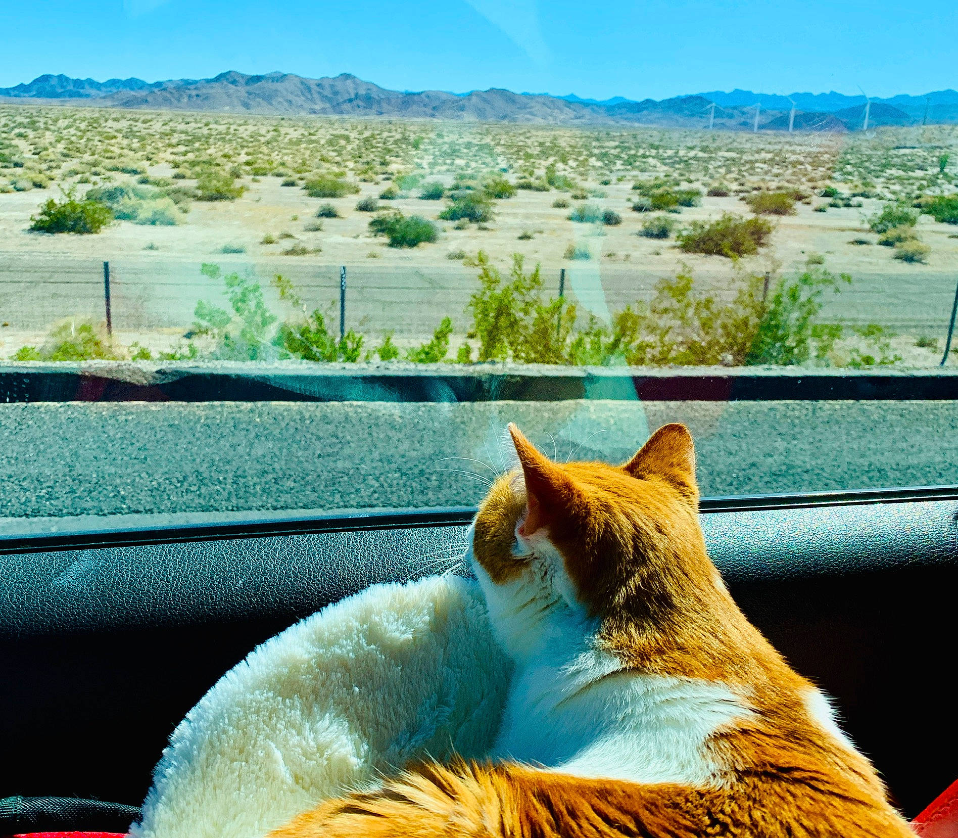 Pussycat is registered to the contest to win money with this photo: aegean_cat, blue, carnivore, cat, cloud, european_shorthair, felidae, fur, leisure, mountain, sand, sky, small_to_medium_sized_cats, sunlight, tail, tourism, tree, vacation, whiskers, window