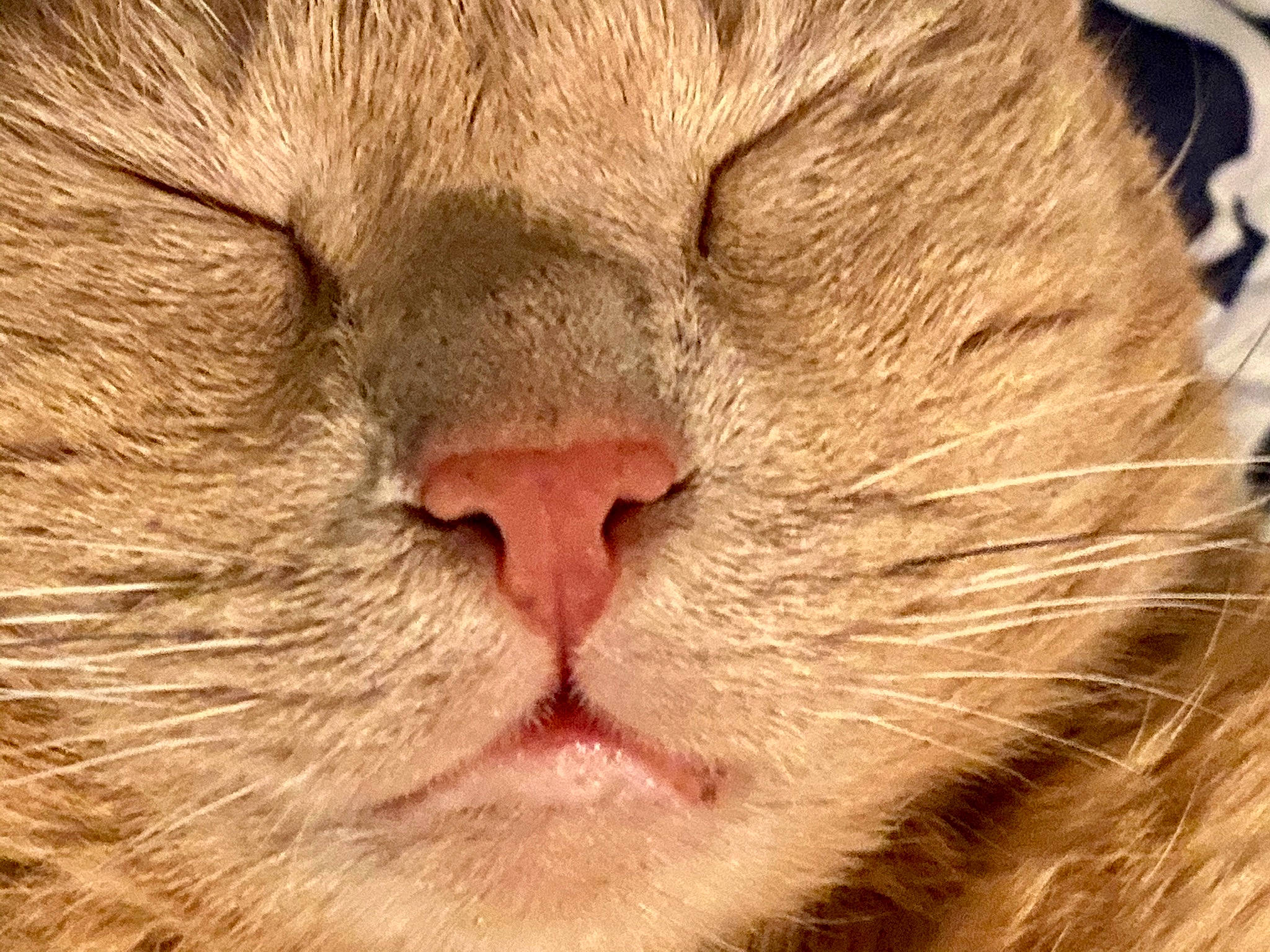 Sally Boy joined the competition — help win amazing prizes! carnivore, cat, close_up, fawn, felidae, fur, nose, photography, small_to_medium_sized_cats, snout, whiskers