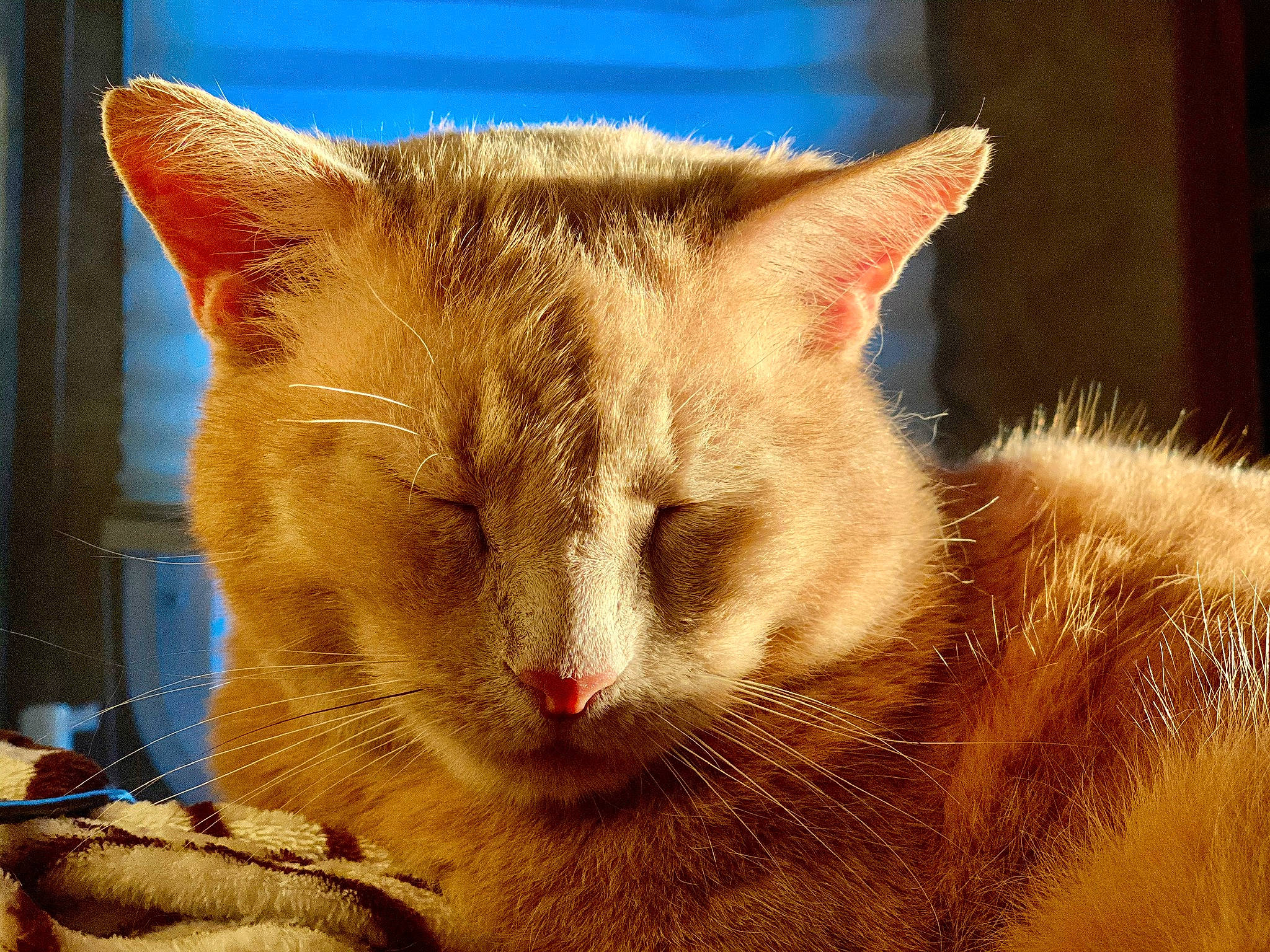 Sally Boy is registered to the contest to win money with this photo: aegean_cat, asian, carnivore, cat, close_up, domestic_short_haired_cat, ear, european_shorthair, eye, fawn, felidae, fur, kitten, mammal, nose, ojos_azules, small_to_medium_sized_cats, snout, tabby_cat, whiskers