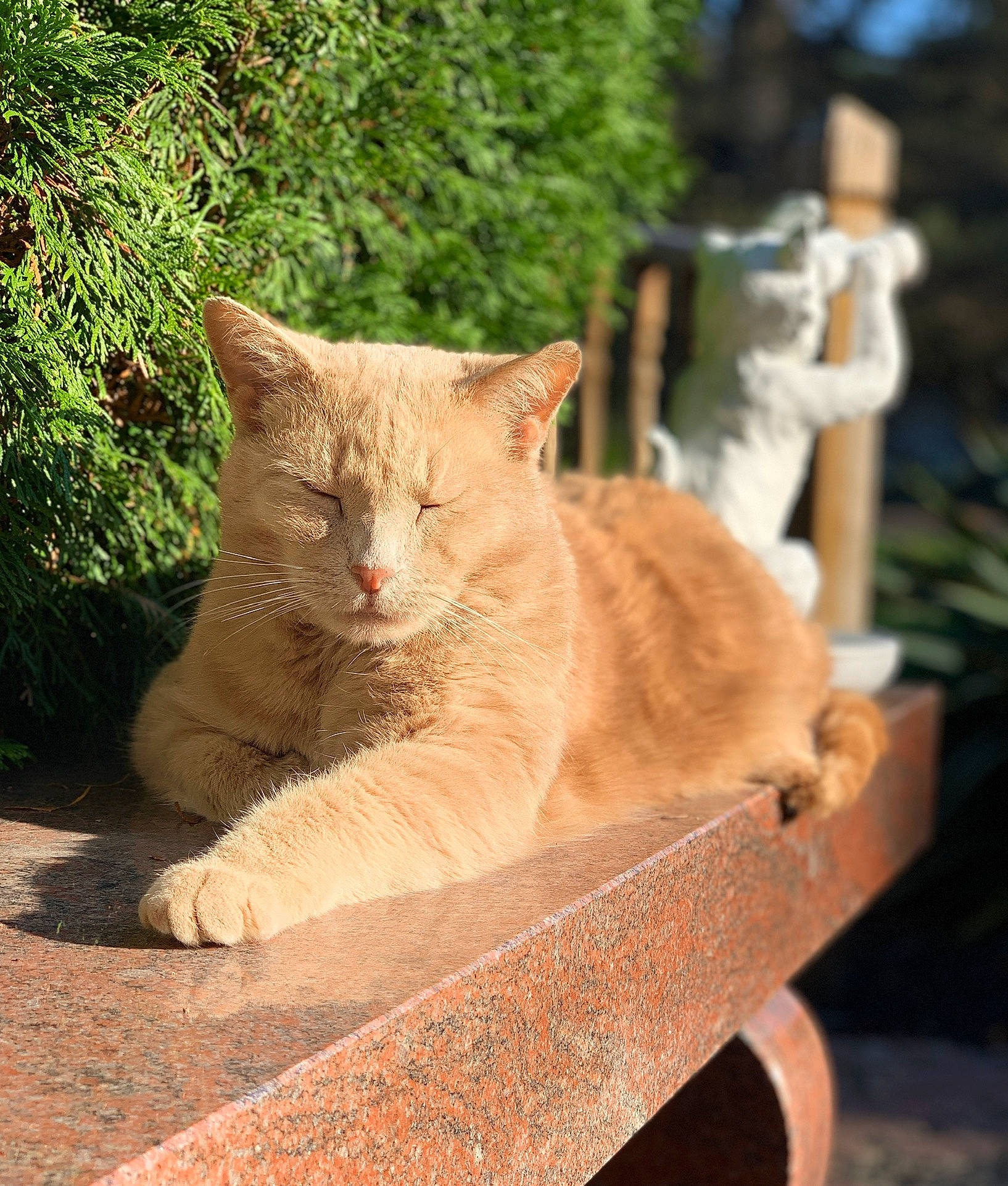 Sally Boy joined the competition — help win amazing prizes! asian, british_shorthair, carnivore, cat, domestic_short_haired_cat, european_shorthair, fawn, felidae, mammal, sitting, small_to_medium_sized_cats, tail, whiskers, wildlife