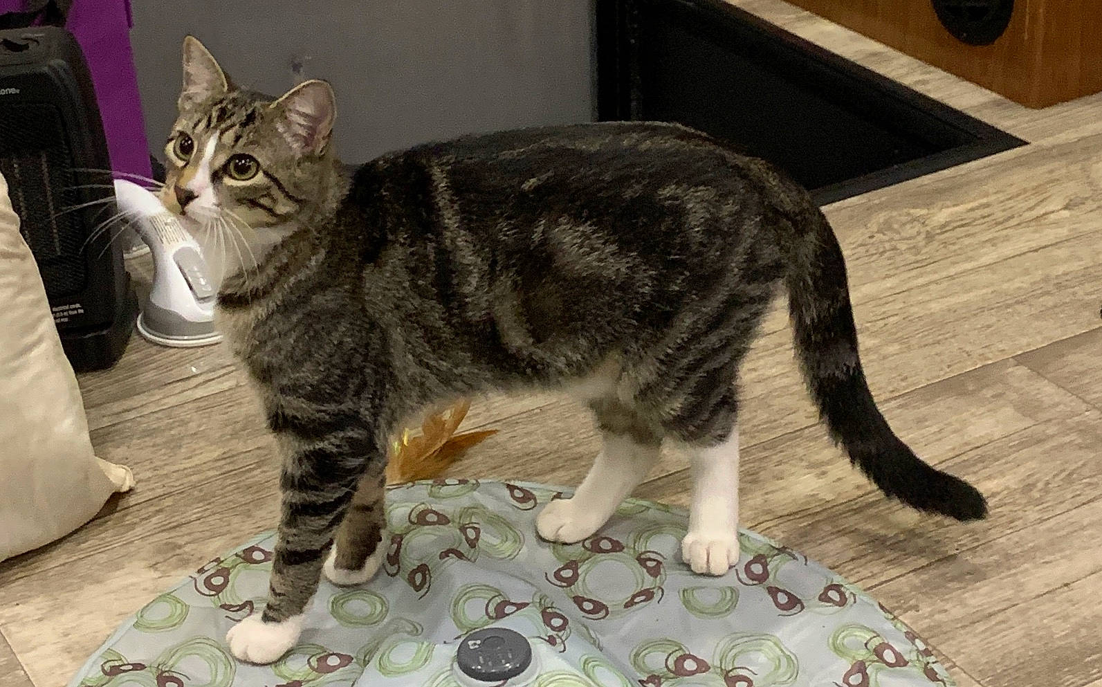 Dorian Gray is registered to the contest to win money with this photo: american_bobtail, american_shorthair, american_wirehair, asian, australian_mist, carnivore, cat, domestic_short_haired_cat, dragon_li, european_shorthair, felidae, kitten, kurilian_bobtail, mammal, small_to_medium_sized_cats, sokoke, tabby_cat, tail, vertebrate, whiskers