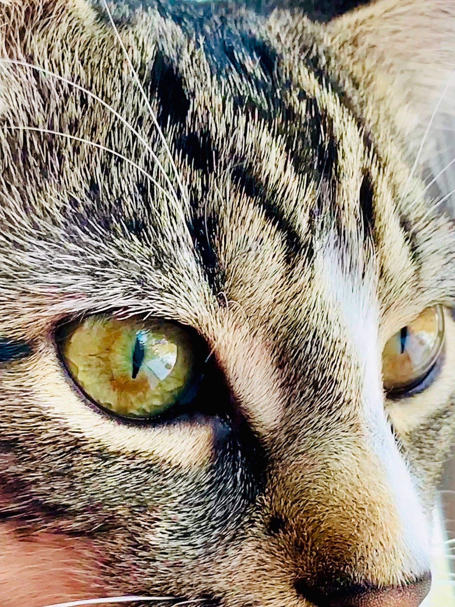 Dorian Gray is registered to the contest to win money with this photo: aegean_cat, asian, carnivore, cat, close_up, domestic_short_haired_cat, european_shorthair, eye, felidae, fur, head, iris, mammal, nose, organ, small_to_medium_sized_cats, snout, tabby_cat, whiskers, wildlife