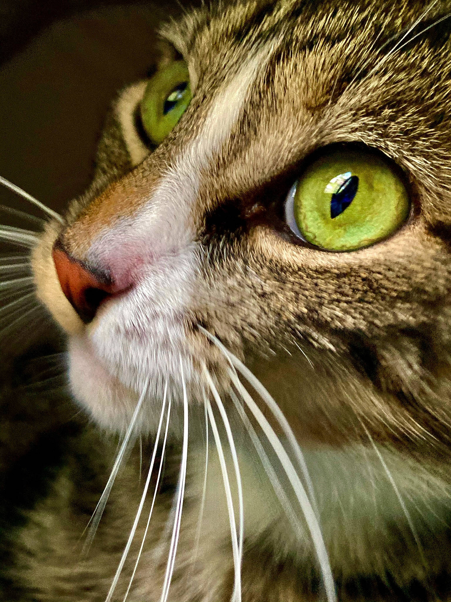 Dorian Gray is registered to the contest to win money with this photo: aegean_cat, american_curl, american_shorthair, american_wirehair, asian, carnivore, cat, close_up, domestic_short_haired_cat, european_shorthair, eye, felidae, fur, nose, organ, small_to_medium_sized_cats, snout, tabby_cat, whiskers, wildlife