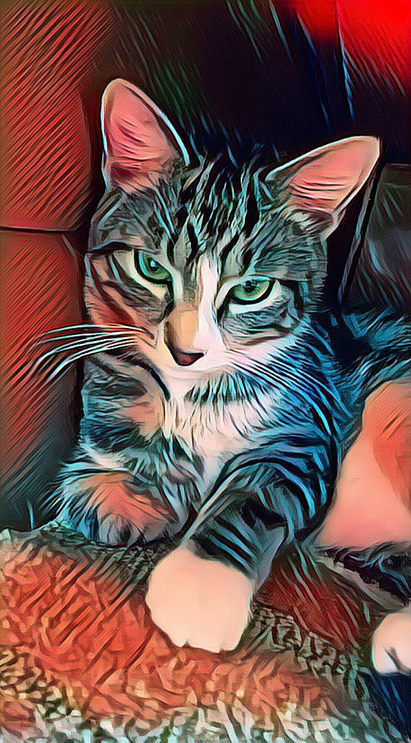 Dorian Gray joined the competition — help win amazing prizes! art, asian, california_spangled, carnivore, cat, domestic_short_haired_cat, european_shorthair, felidae, illustration, kitten, nose, small_to_medium_sized_cats, tabby_cat, toyger, whiskers