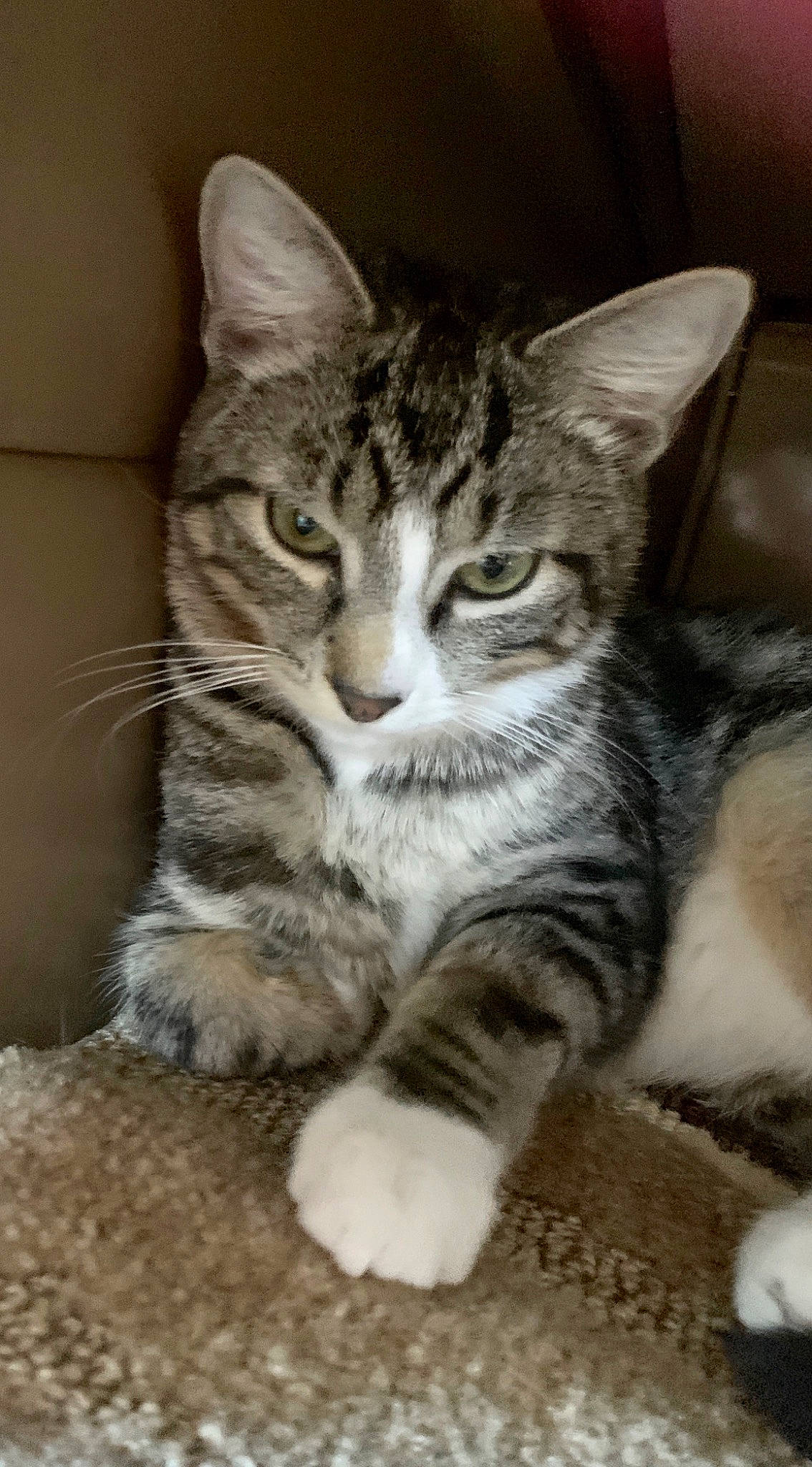 Dorian Gray joined the competition — help win amazing prizes! aegean_cat, american_shorthair, american_wirehair, asian, california_spangled, carnivore, cat, domestic_short_haired_cat, dragon_li, european_shorthair, felidae, kitten, mammal, pixie_bob, polydactyl_cat, small_to_medium_sized_cats, snout, tabby_cat, vertebrate, whiskers