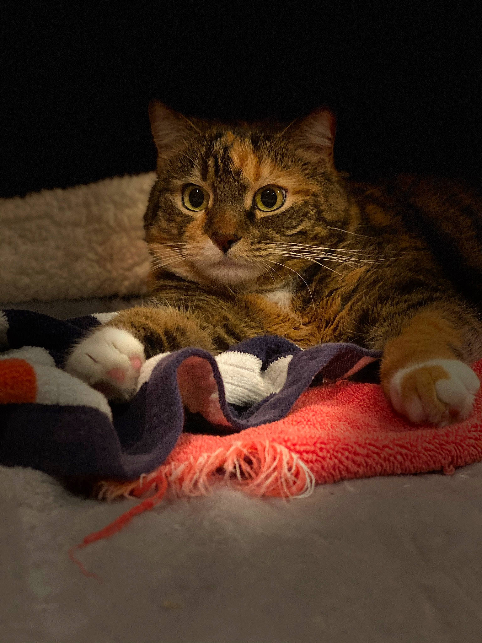 Braveheart joined the competition — help win amazing prizes! aegean_cat, american_shorthair, asian, california_spangled, carnivore, cat, claw, domestic_short_haired_cat, dragon_li, european_shorthair, felidae, fur, kitten, paw, pixie_bob, polydactyl_cat, small_to_medium_sized_cats, tabby_cat, toyger, whiskers